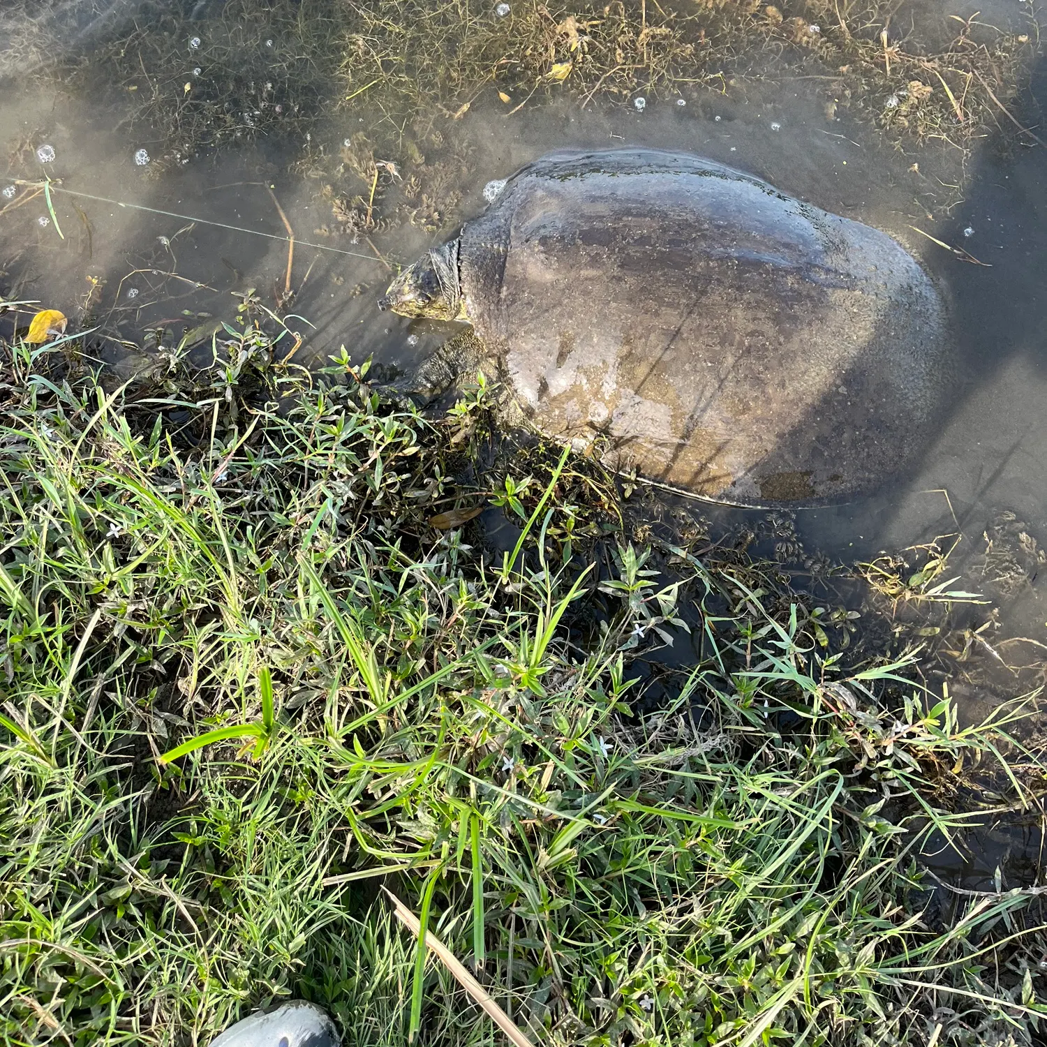 The most recent Spiny softshell turtle catches on Fishbrain
