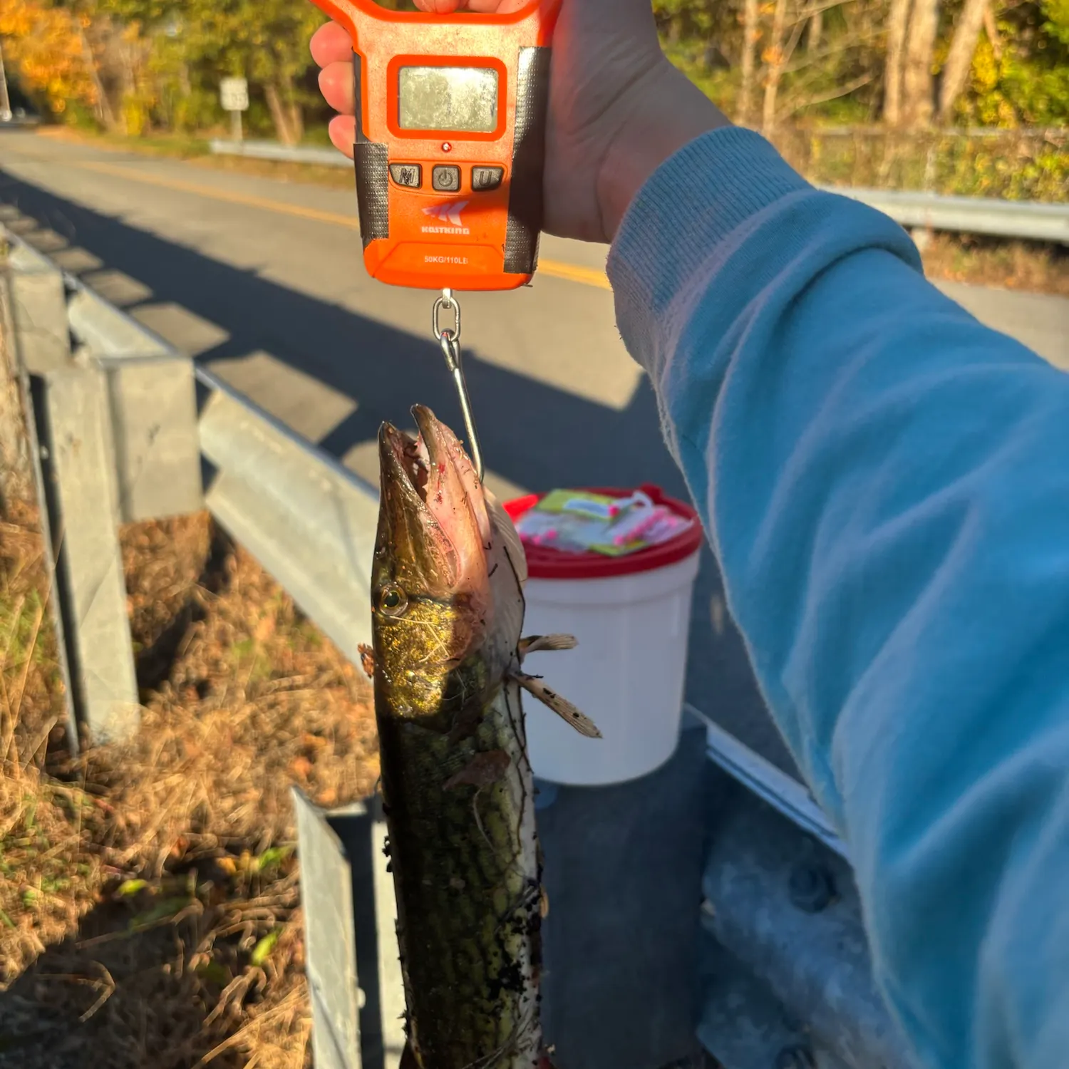 Chain pickerel caught on Fishbrain