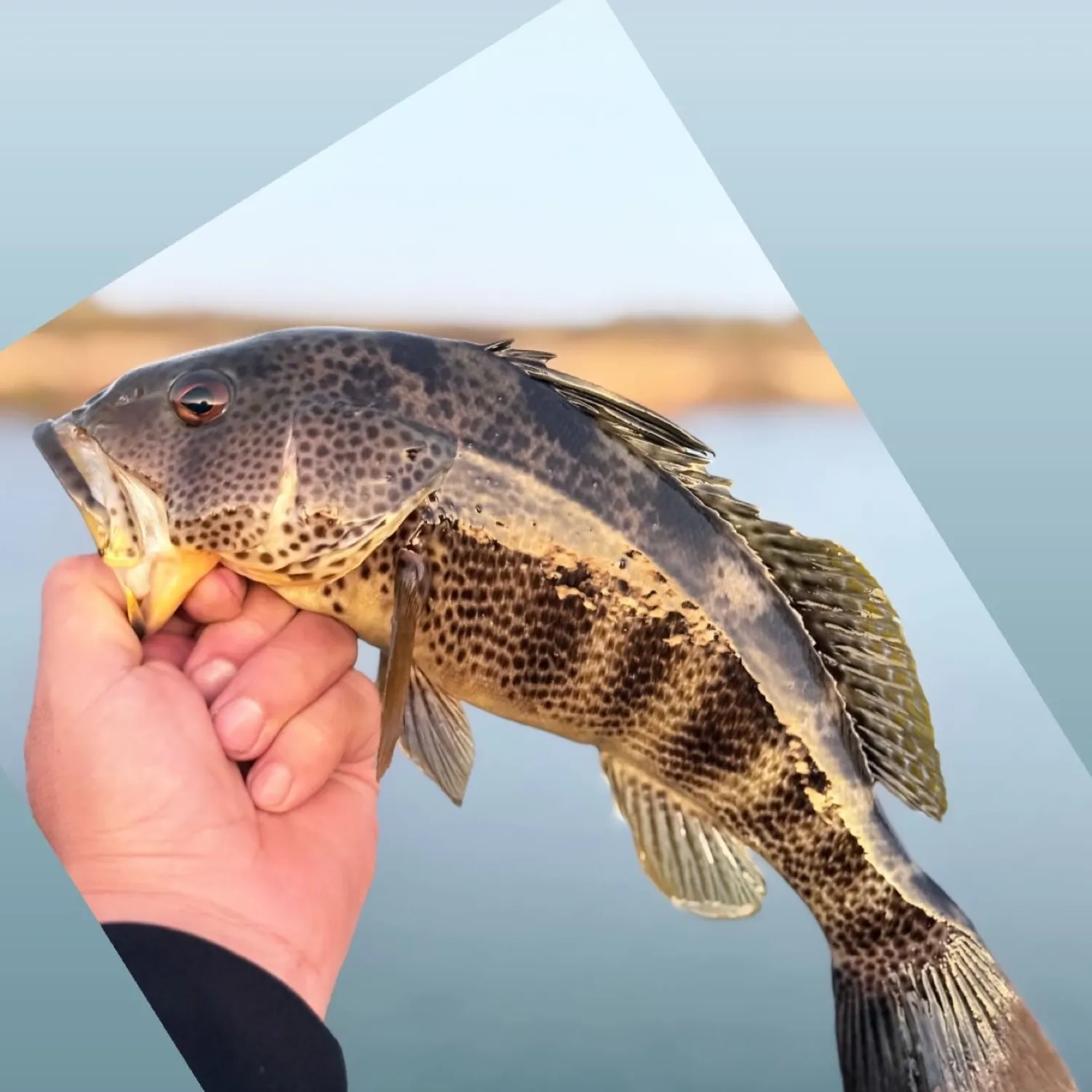 most liked catch image