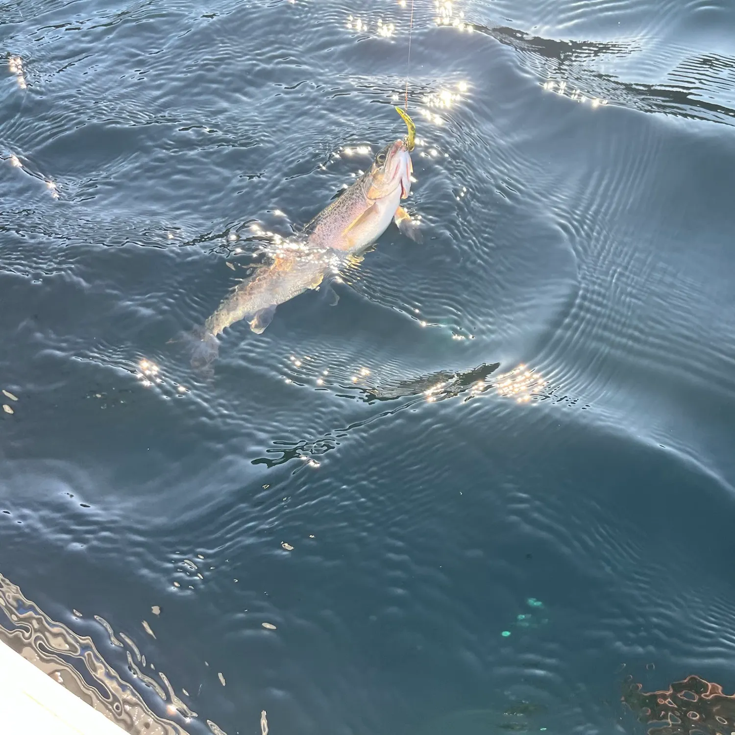 Rainbow trout caught on Fishbrain