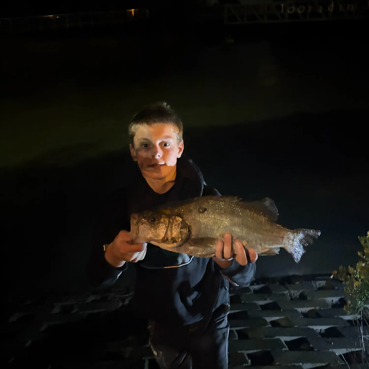 Estuary perch caught on Fishbrain