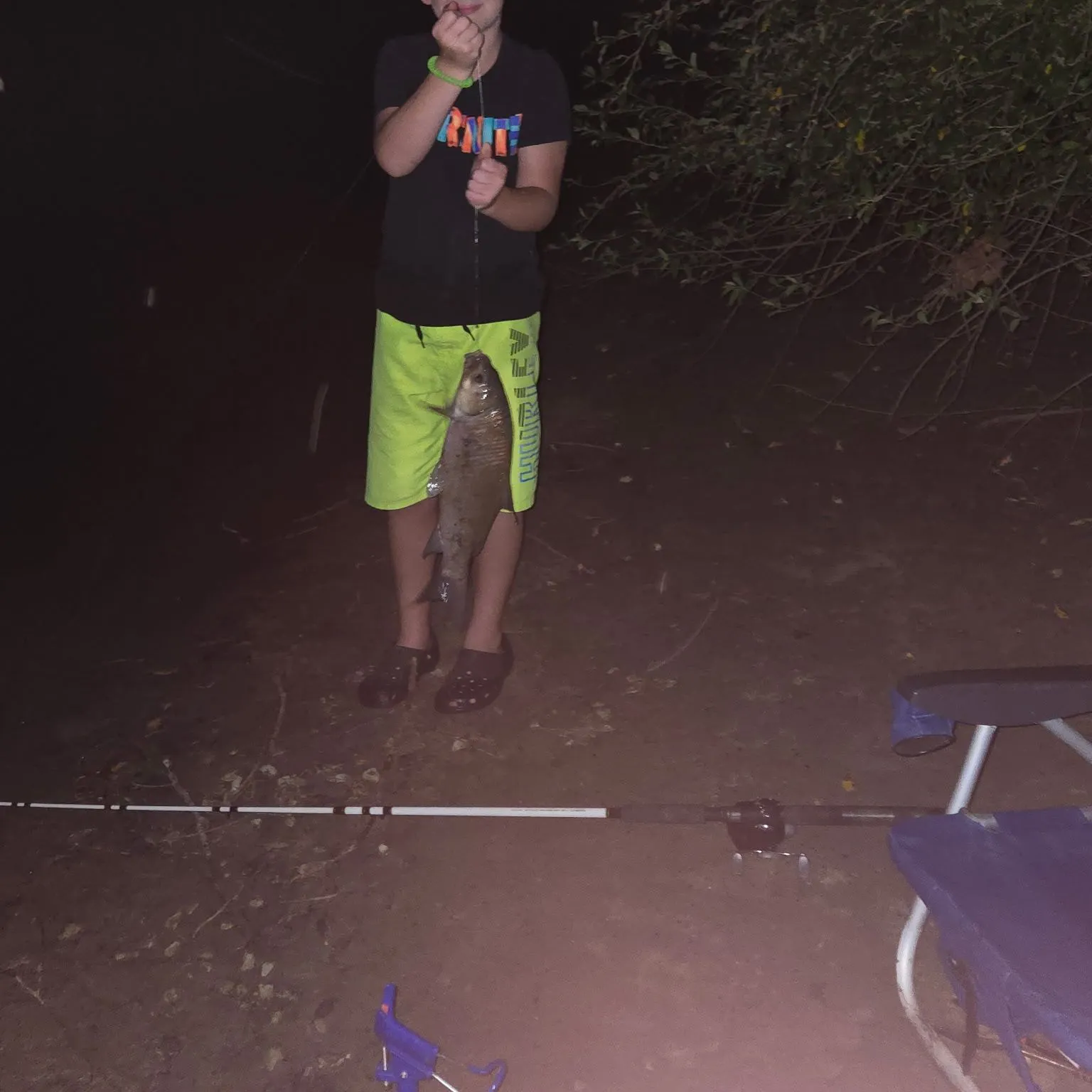 Common carp caught on Fishbrain
