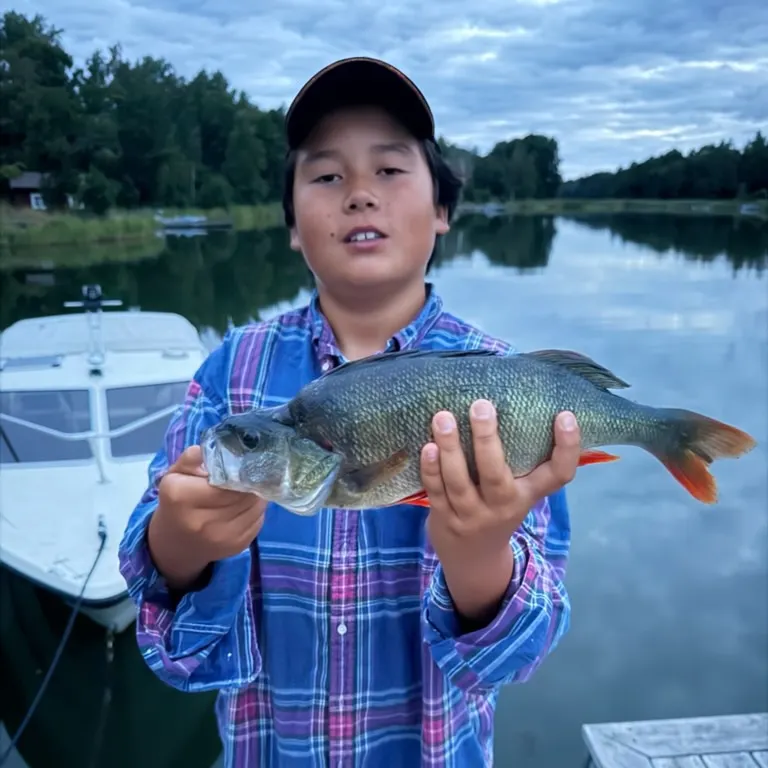 European perch caught on Fishbrain