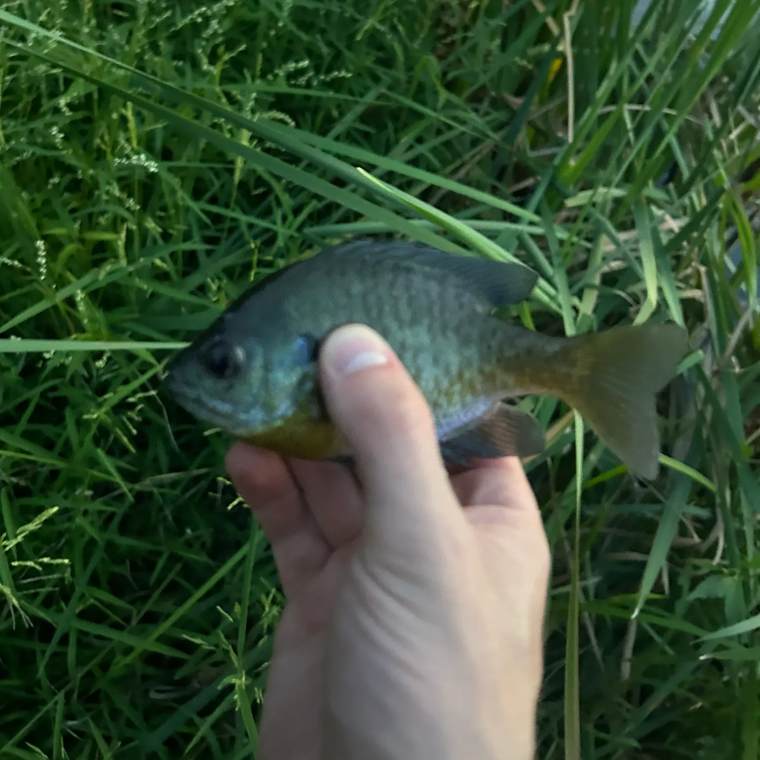 Bluegill caught on Fishbrain
