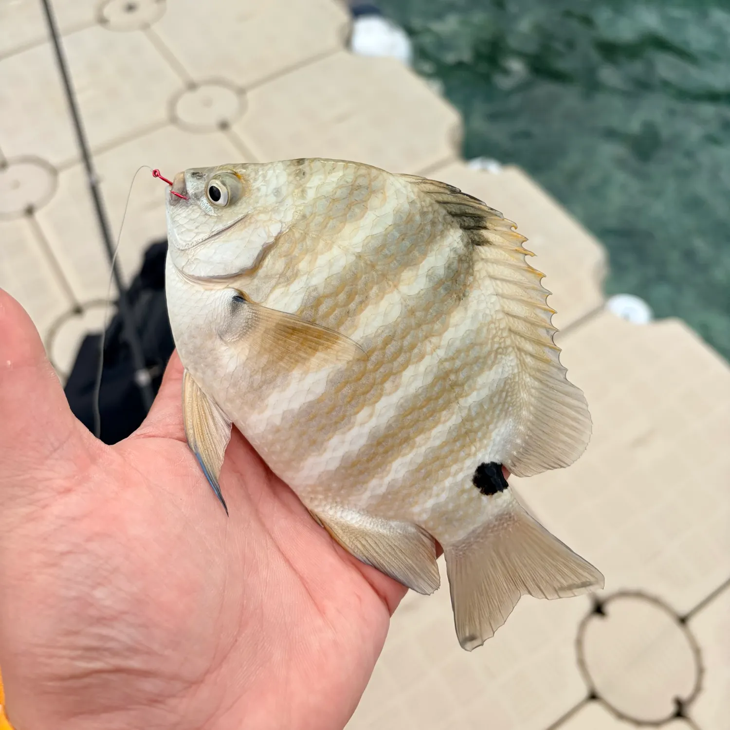 The most recent Blackspot sergeant catches on Fishbrain