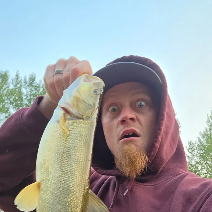 The most recent Northern pikeminnow catches on Fishbrain