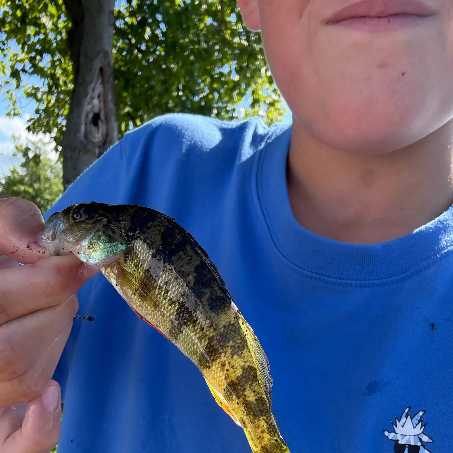 Yellow perch caught on Fishbrain