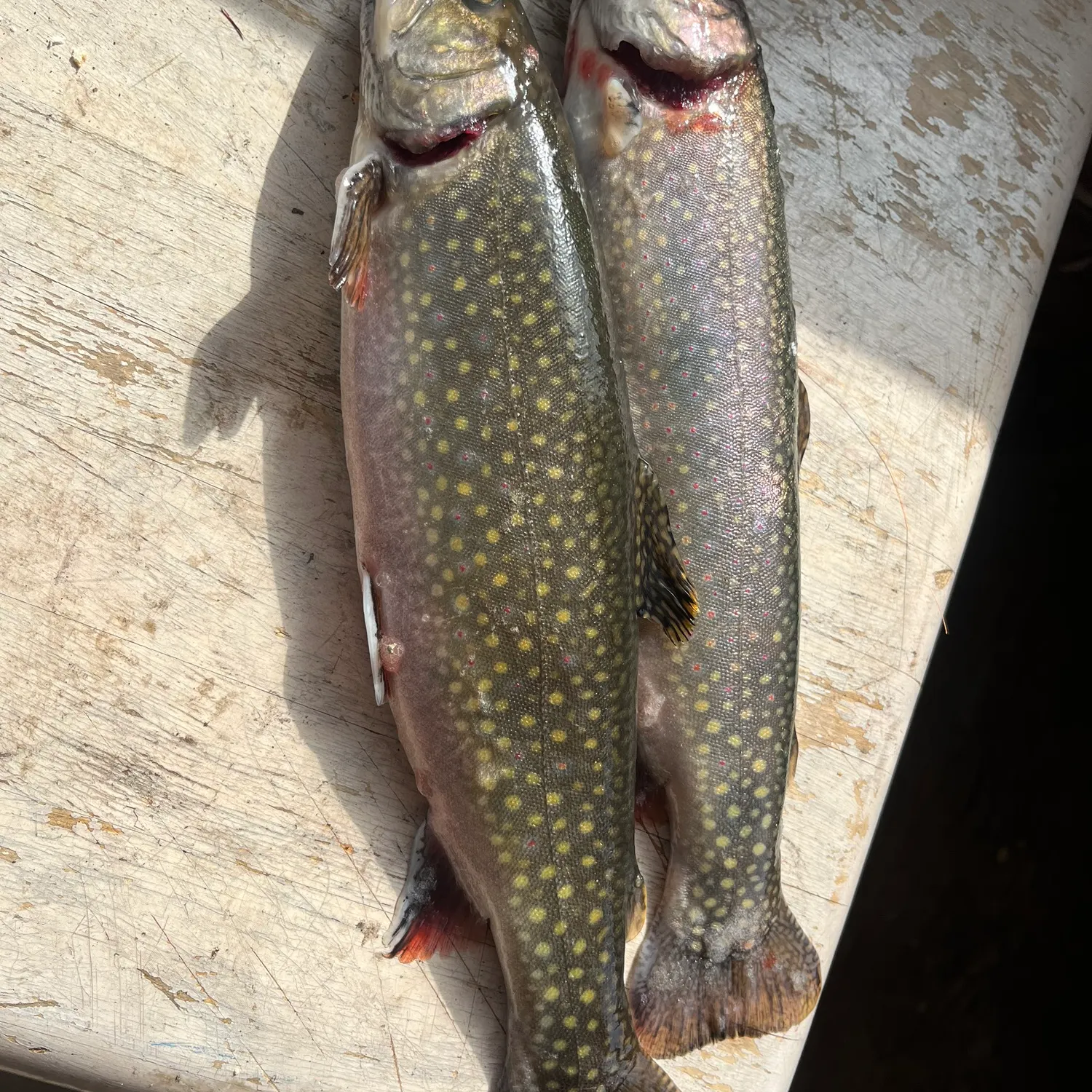 recently logged catches