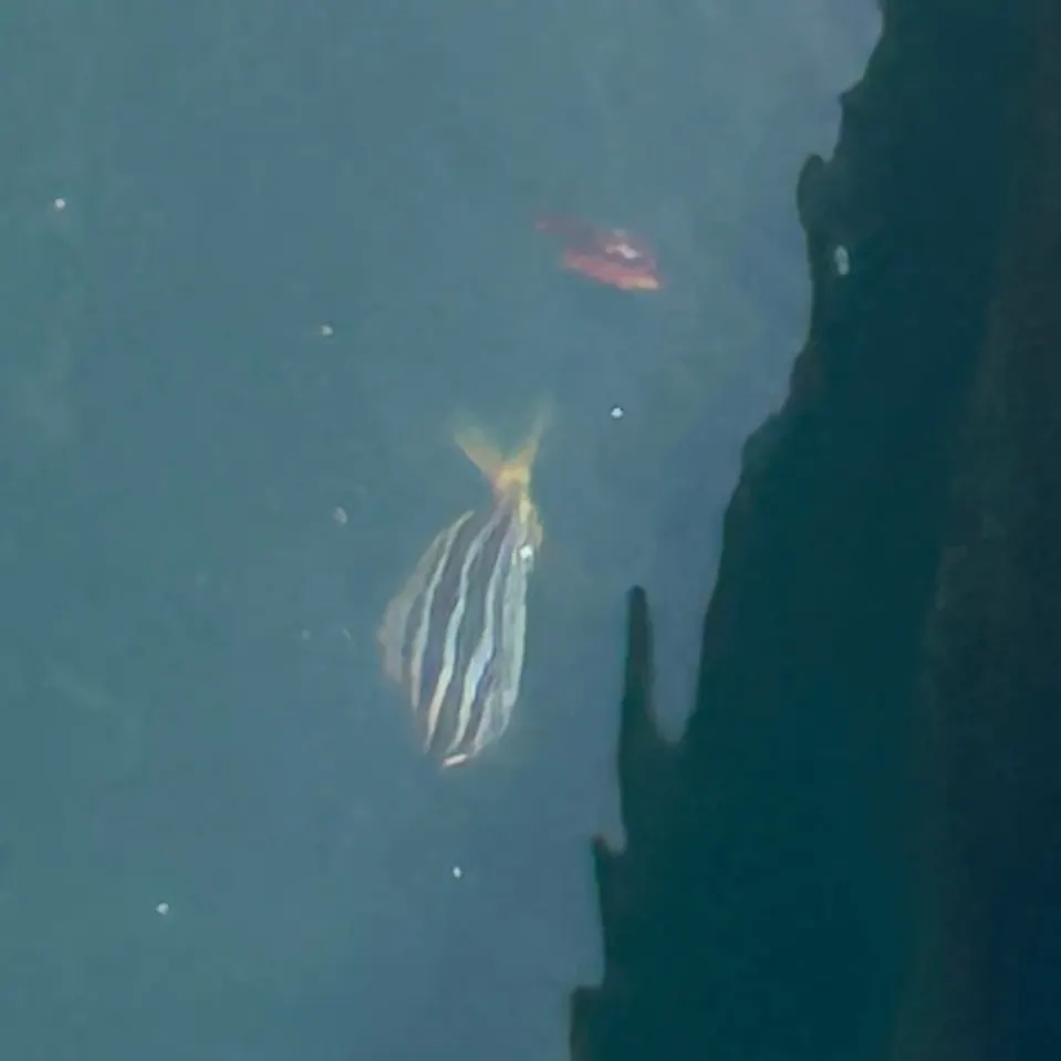 The most recent Australian mado catches on Fishbrain