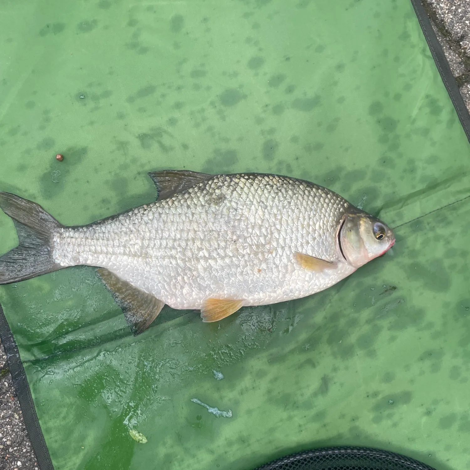 White bream caught on Fishbrain