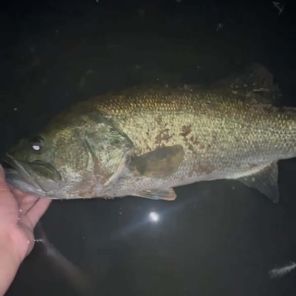 The most recent Largemouth bass catches on Fishbrain