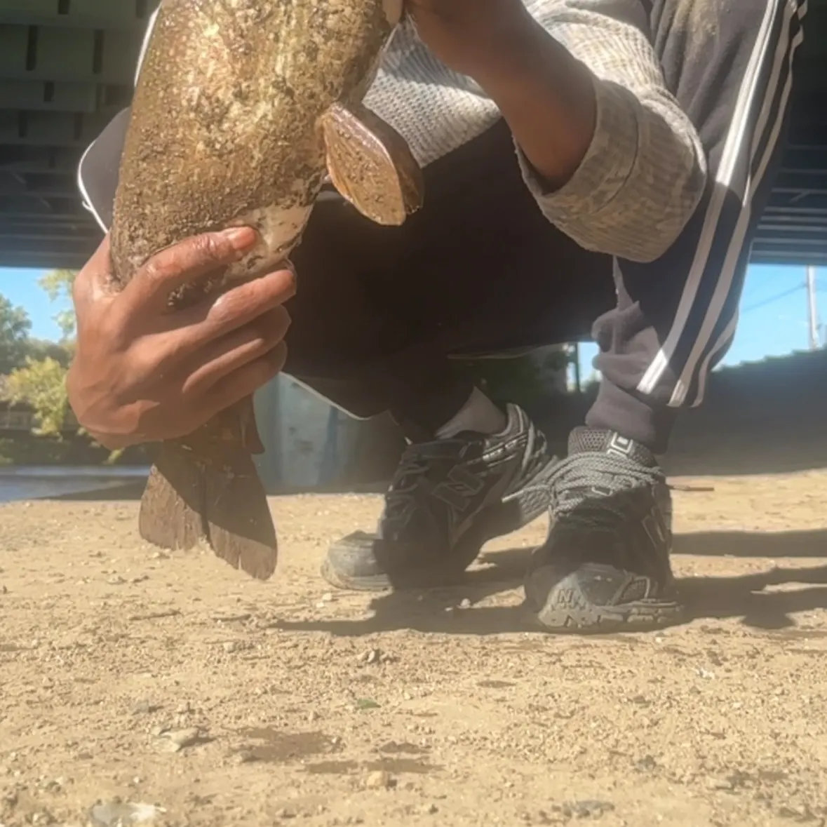 Northern pike caught on Fishbrain
