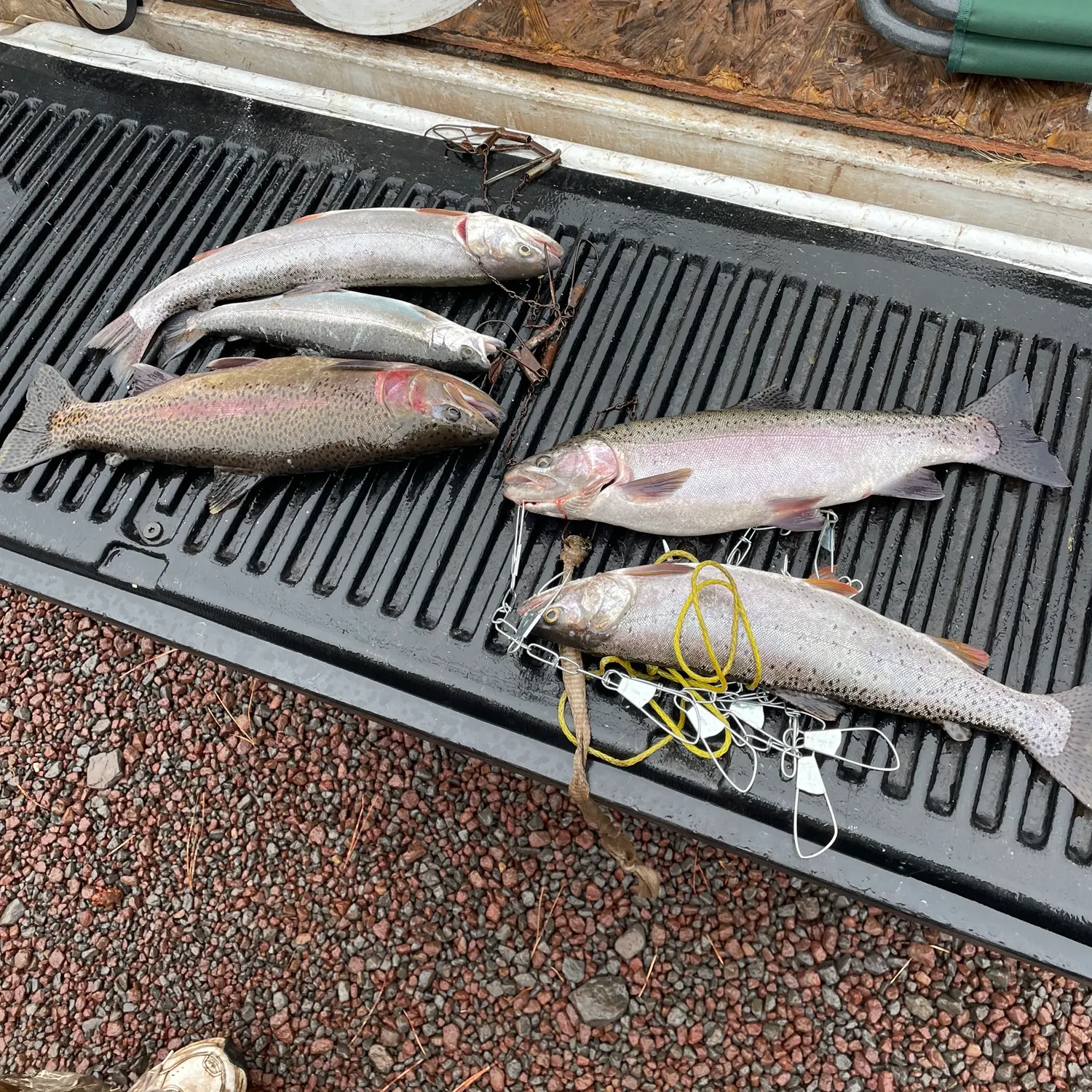 recently logged catches