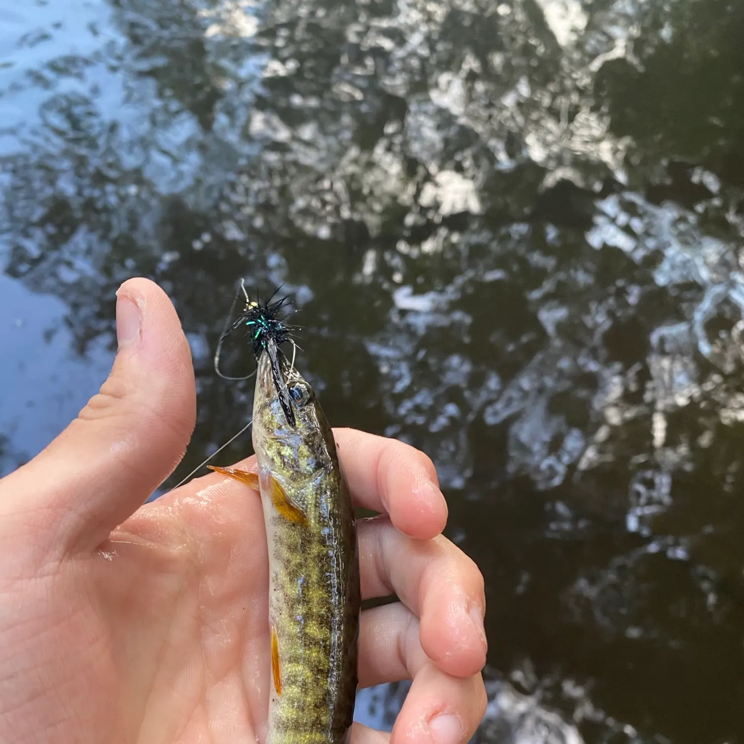 The most recent Redfin pickerel catches on Fishbrain