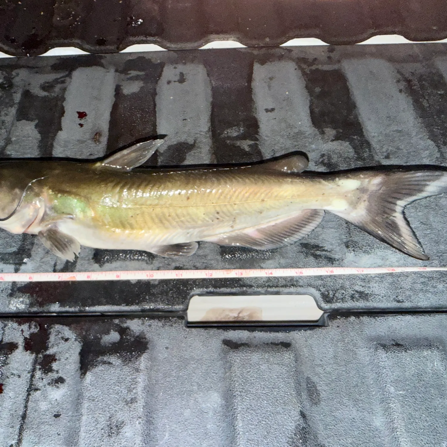 Channel catfish caught on Fishbrain