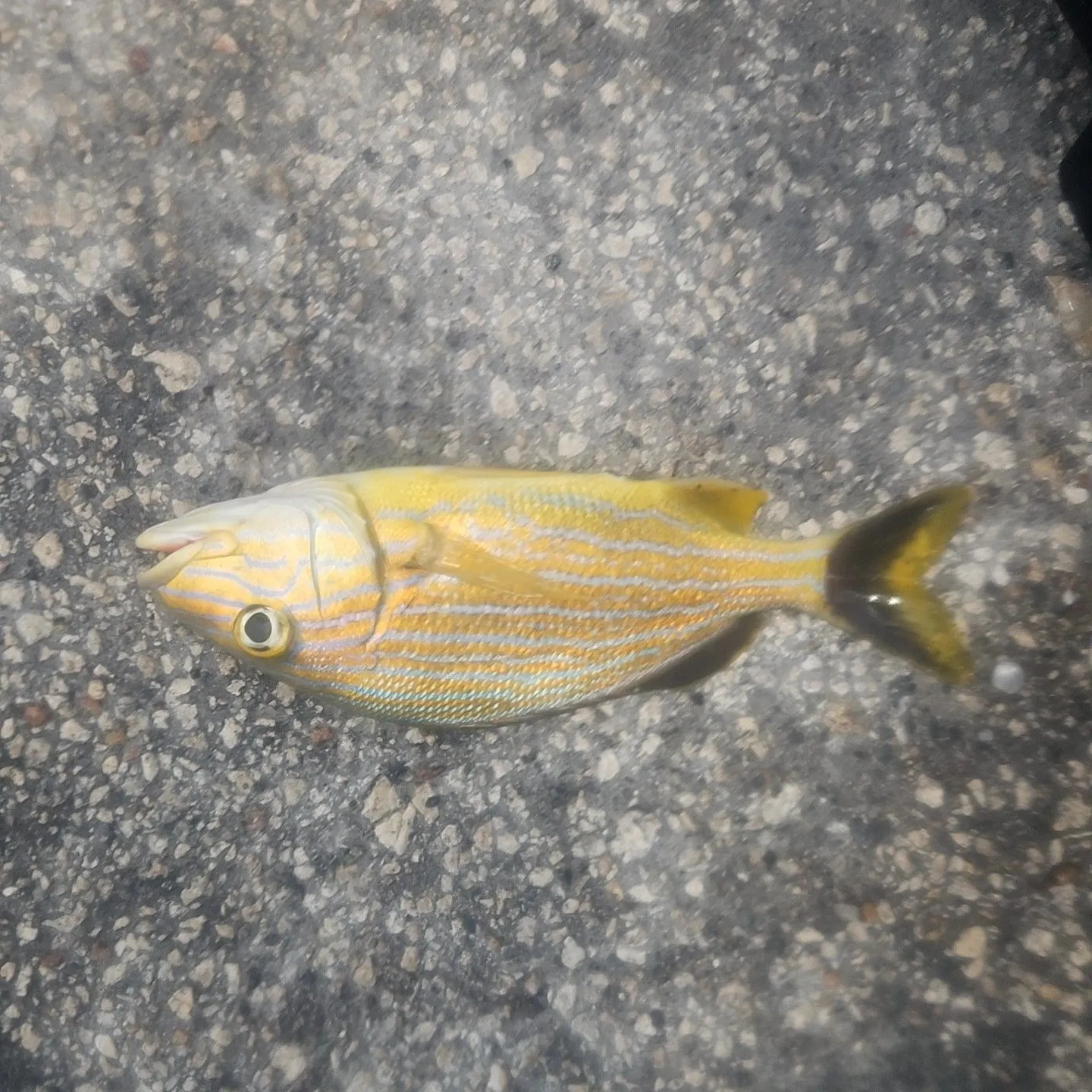 The most recent Atlantic porkfish catches on Fishbrain