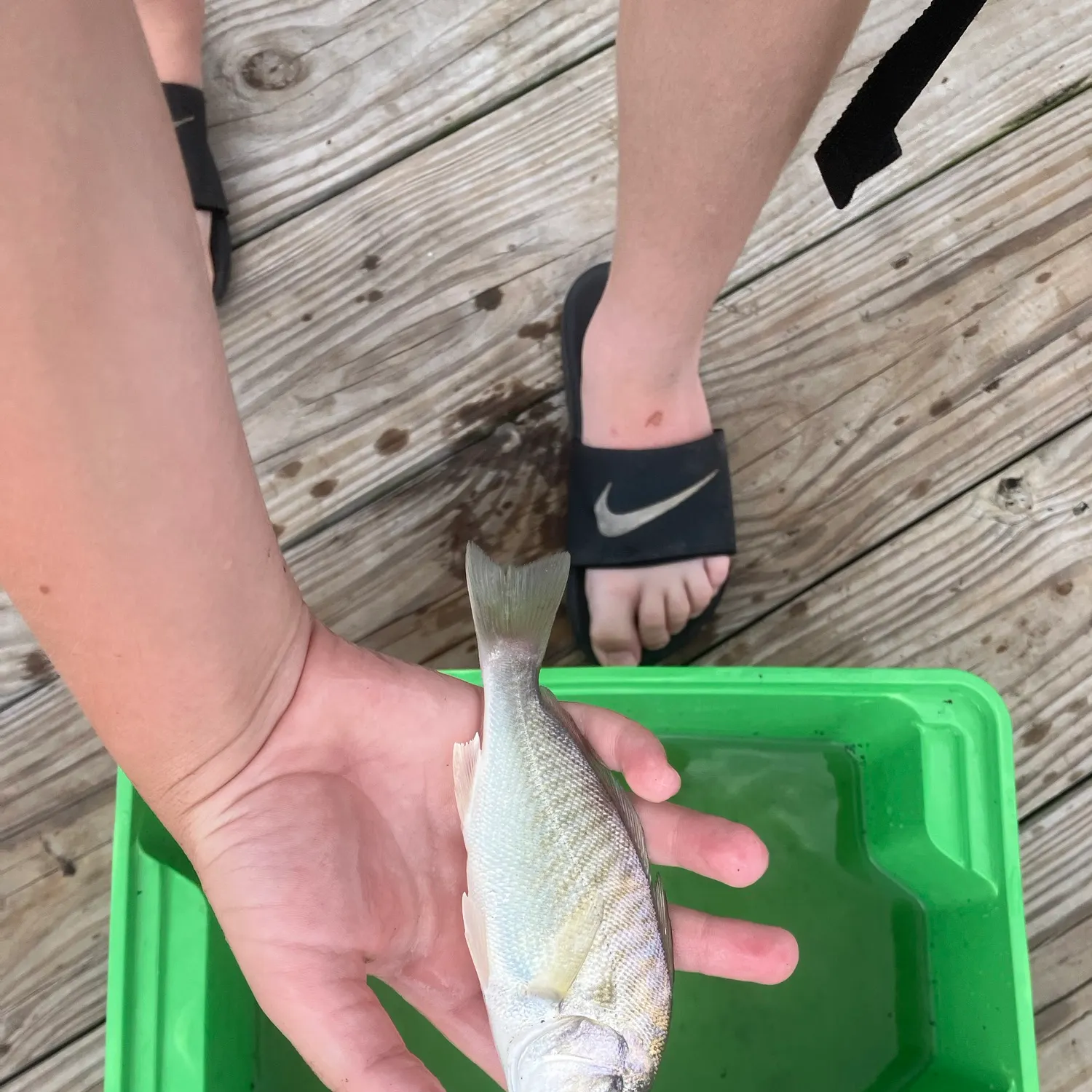 Spot croaker caught on Fishbrain