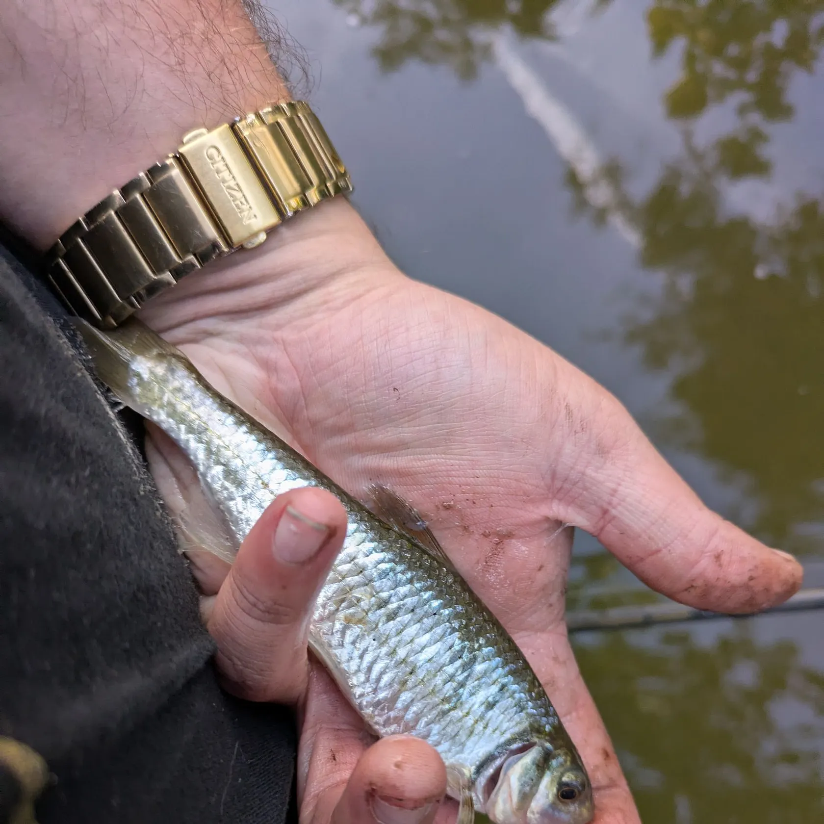 The most recent Striped shiner catches on Fishbrain