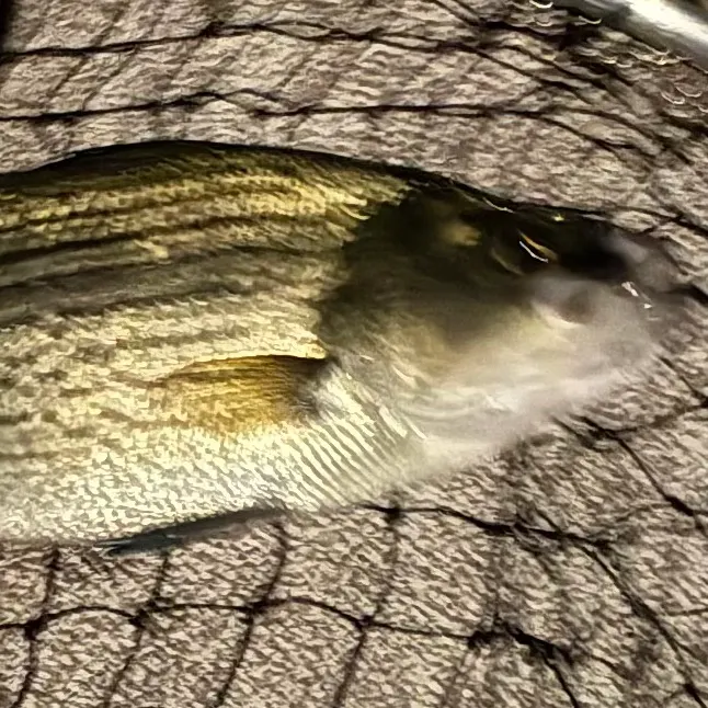 Striped bass caught on Fishbrain