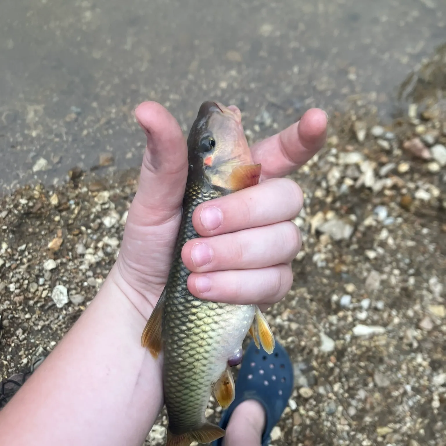 The most recent Redspot chub catches on Fishbrain