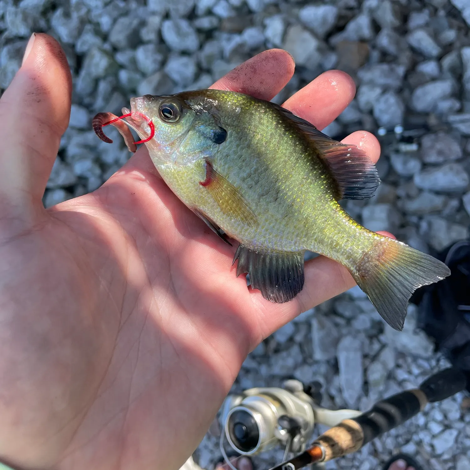 Bluegill caught on Fishbrain