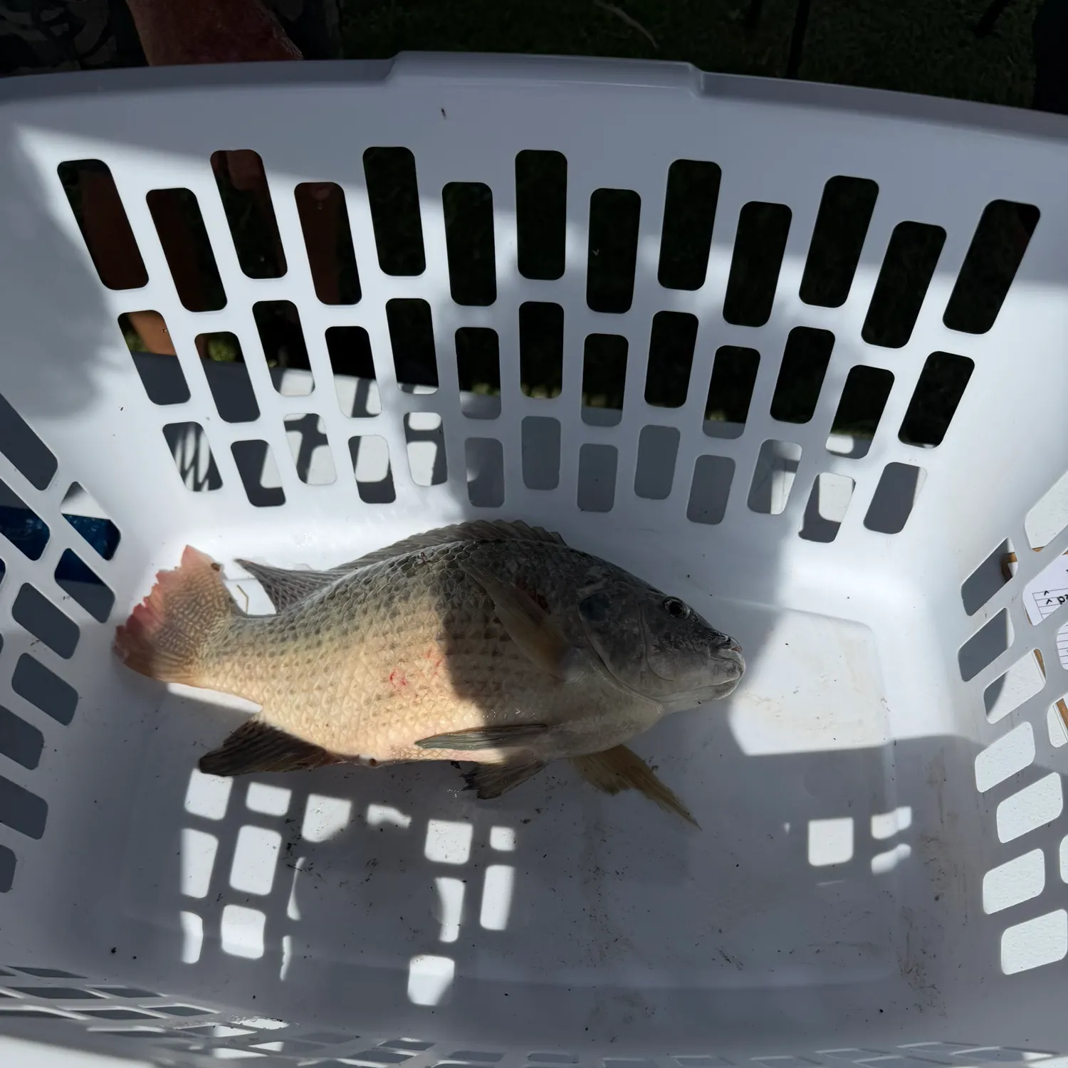 The most recent Nile tilapia catches on Fishbrain