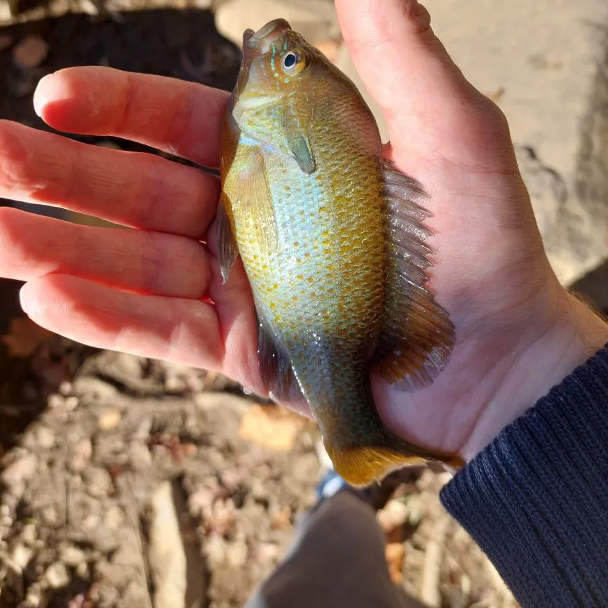 Longear sunfish caught on Fishbrain