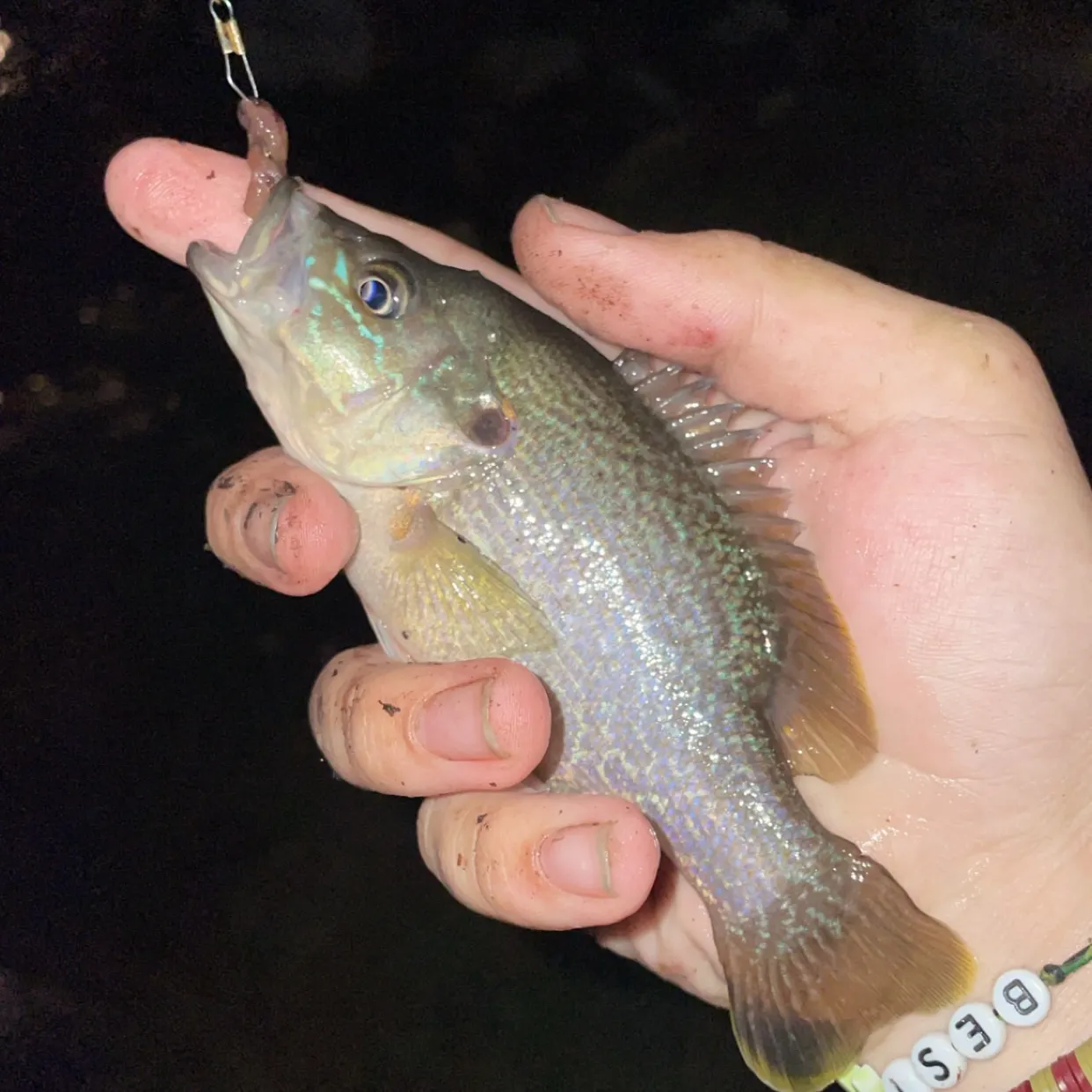 Green sunfish caught on Fishbrain