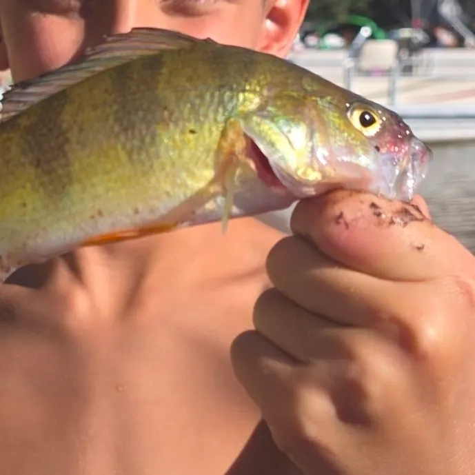 Yellow perch caught on Fishbrain