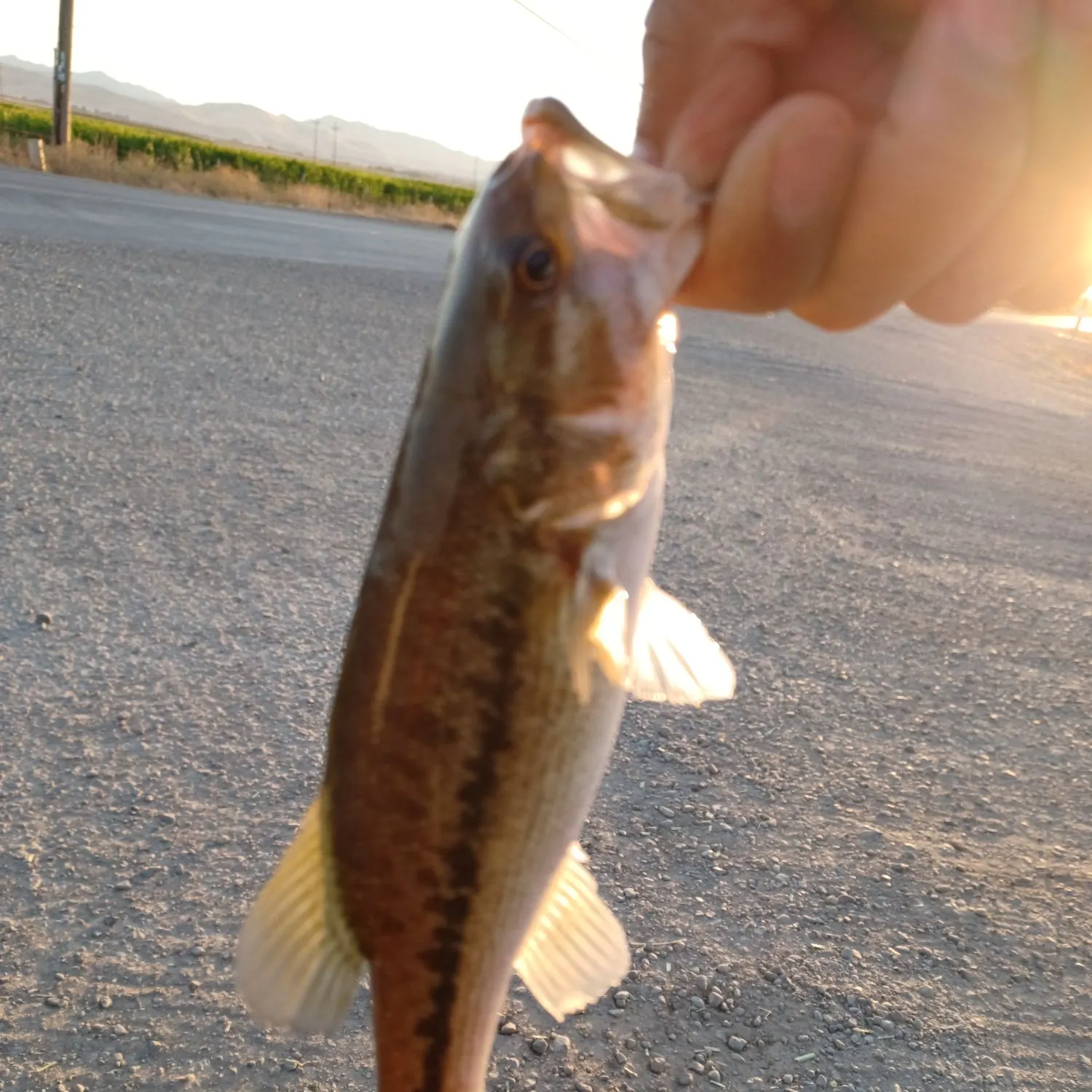 Spotted bass caught on Fishbrain