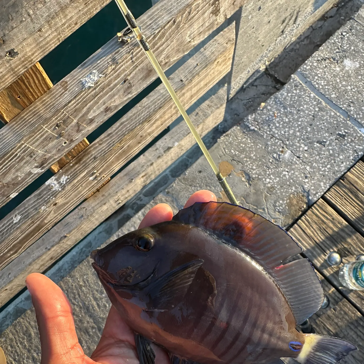 The most recent Doctorfish catches on Fishbrain