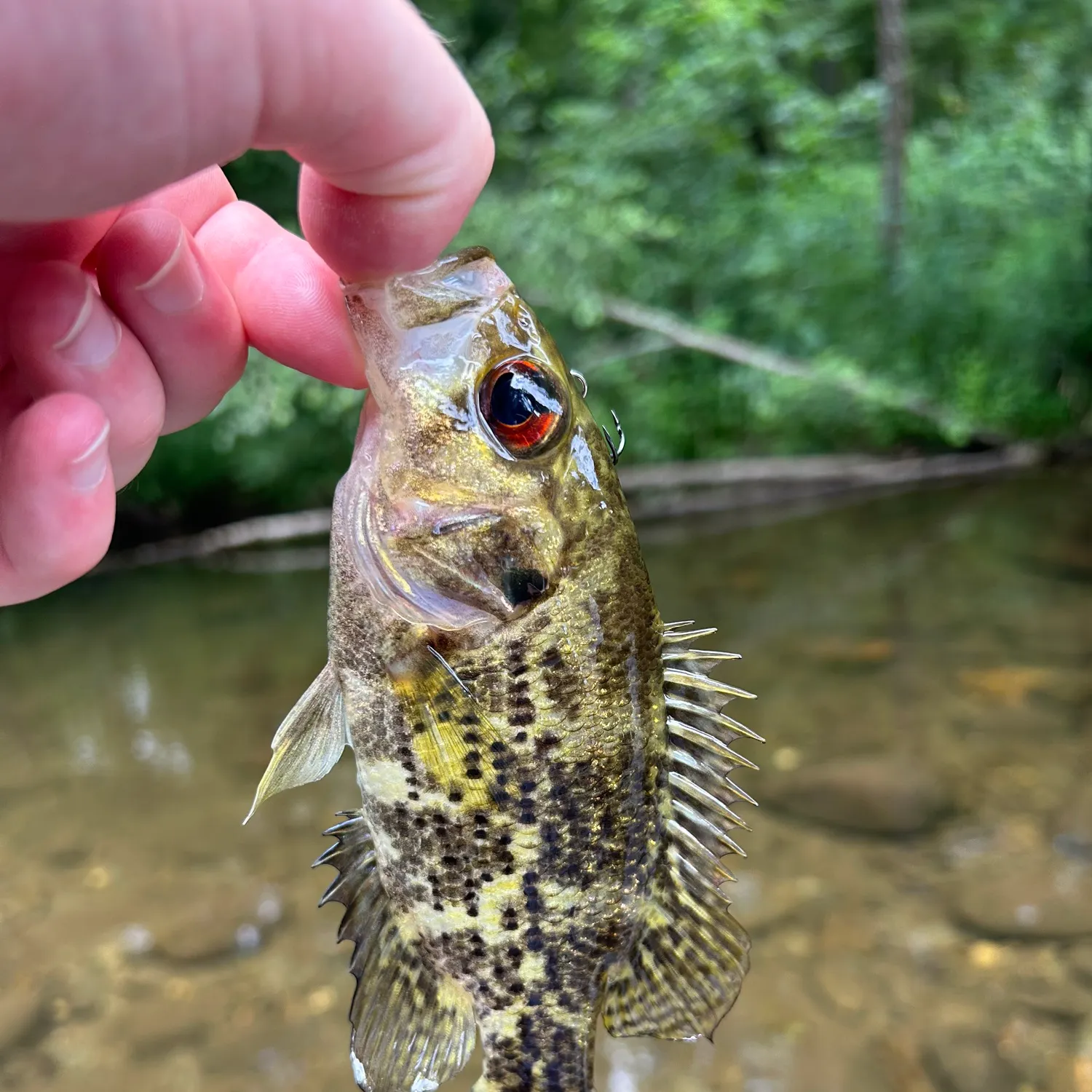 The most recent Shadow bass catches on Fishbrain
