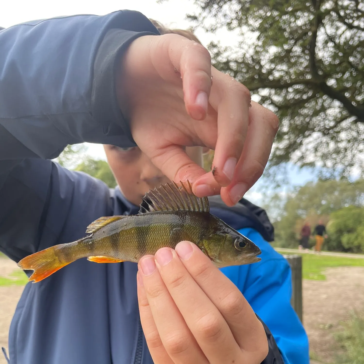 European perch caught on Fishbrain