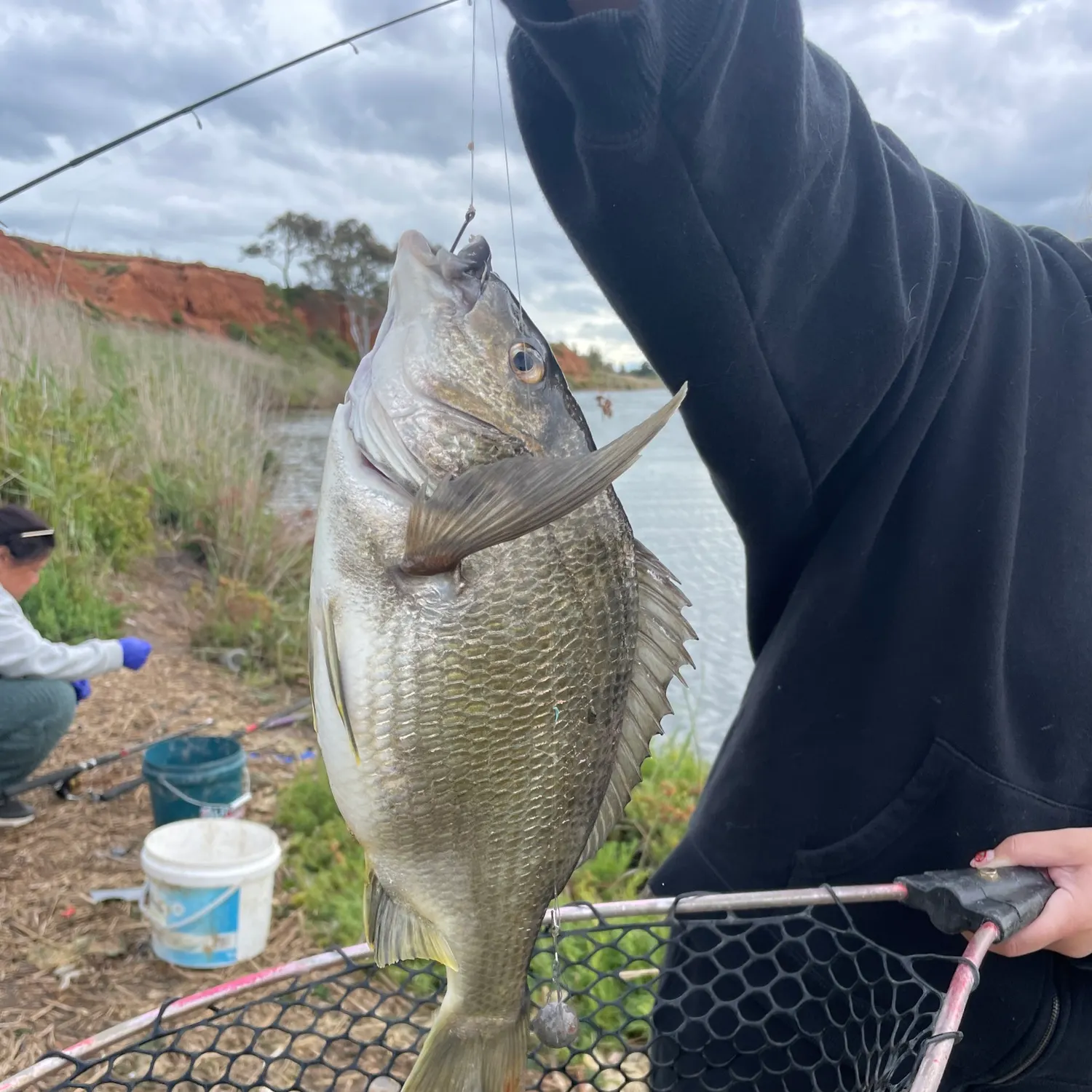 The most recent Southern black bream catches on Fishbrain