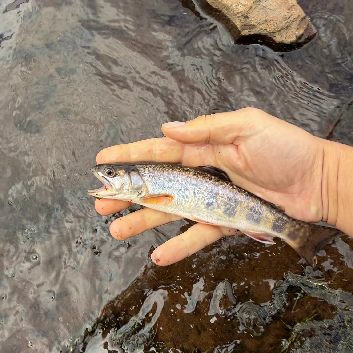 Brook trout caught on Fishbrain