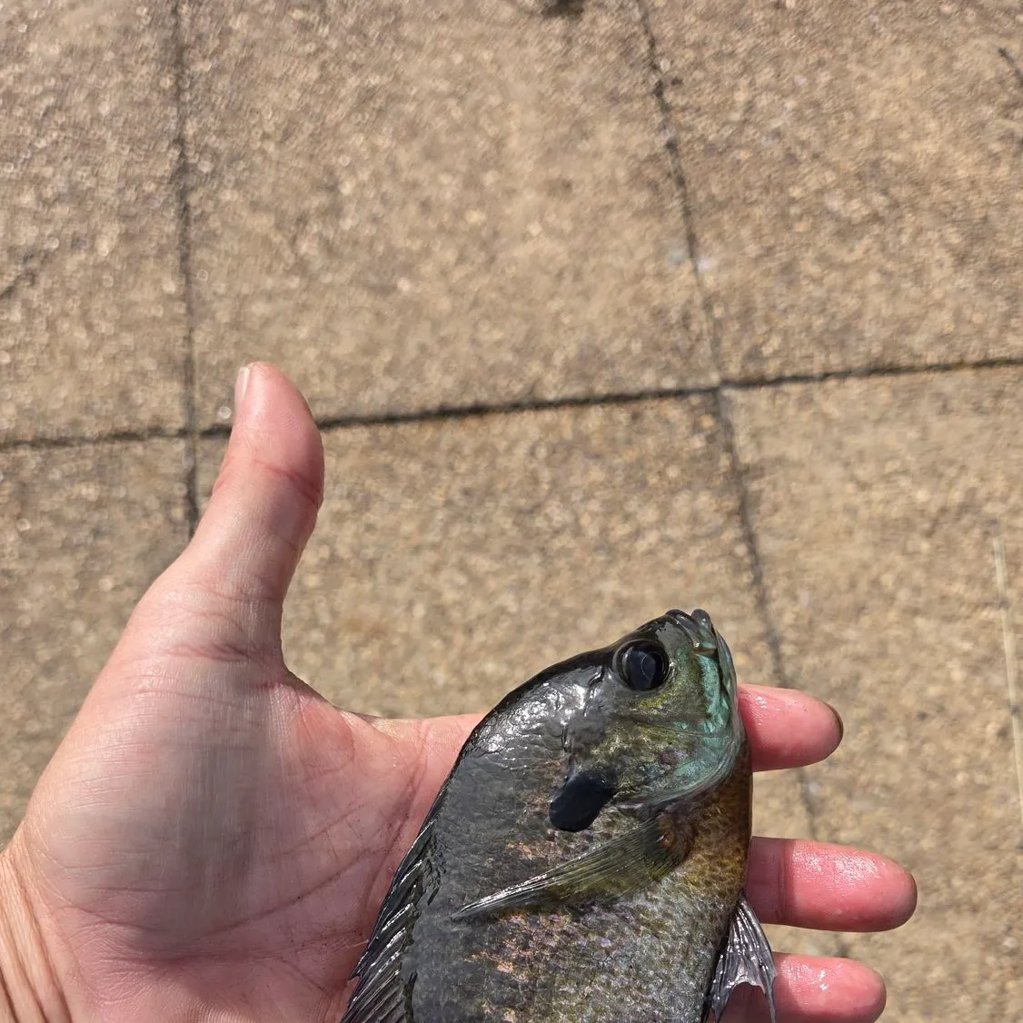 Bluegill caught on Fishbrain