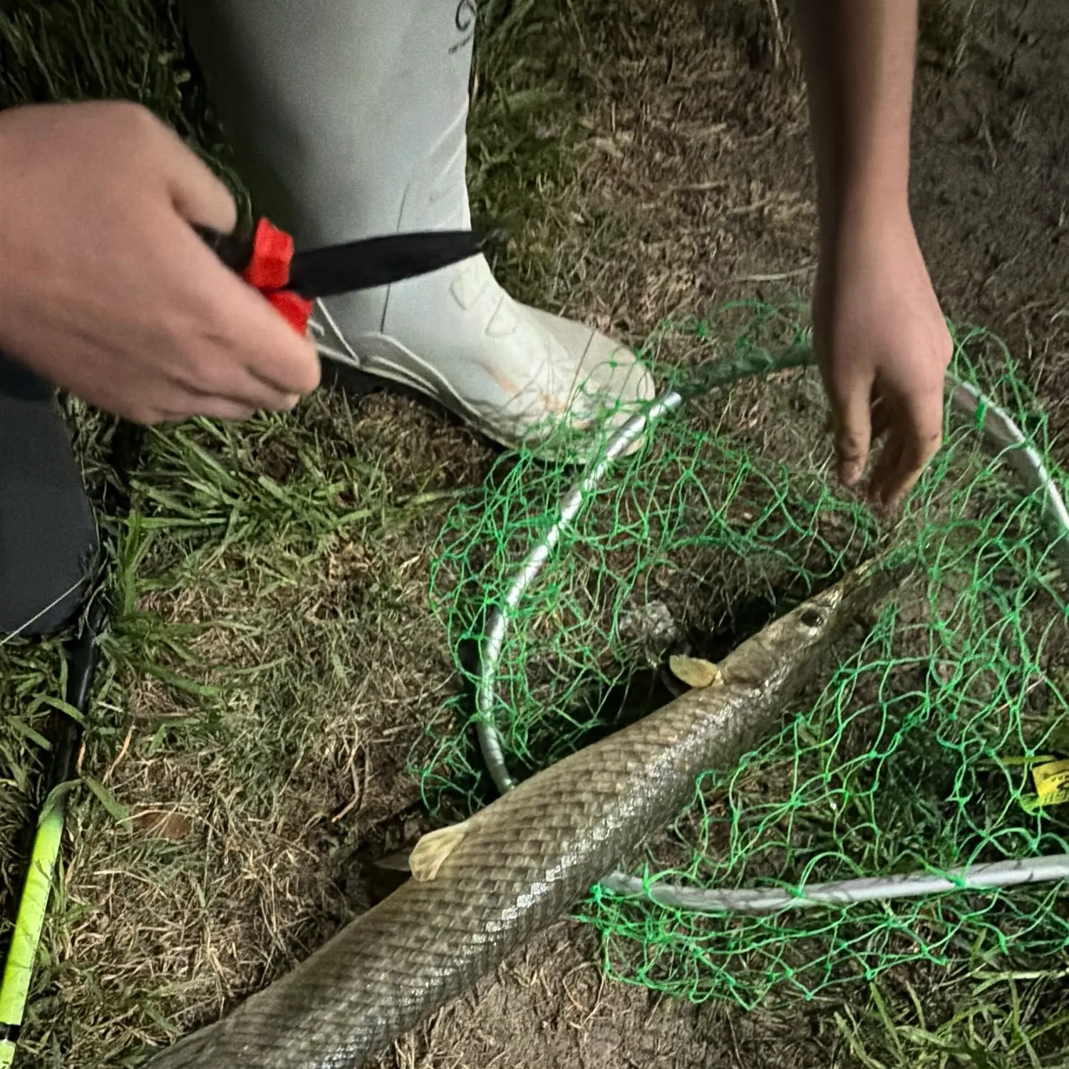 Alligator gar caught on Fishbrain