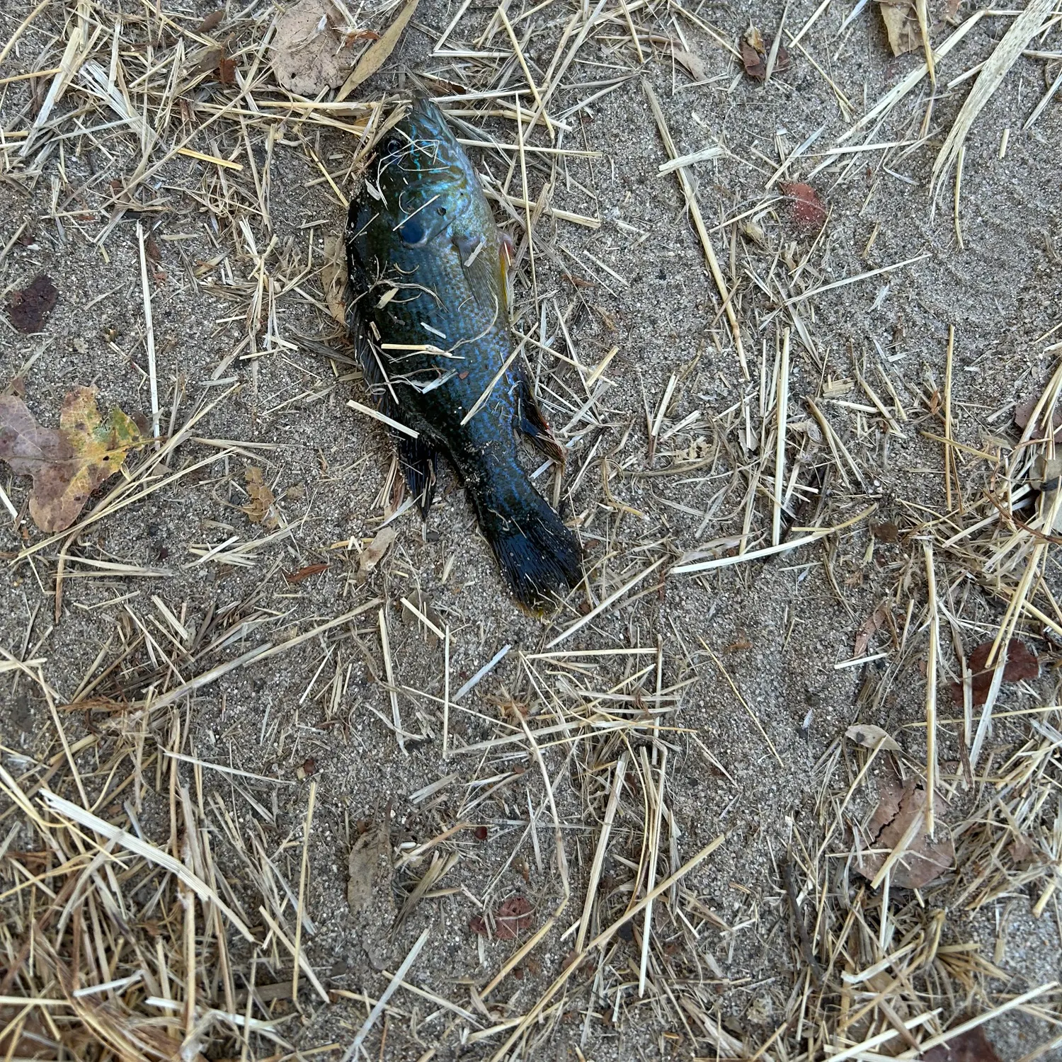 Fish caught on Fishbrain
