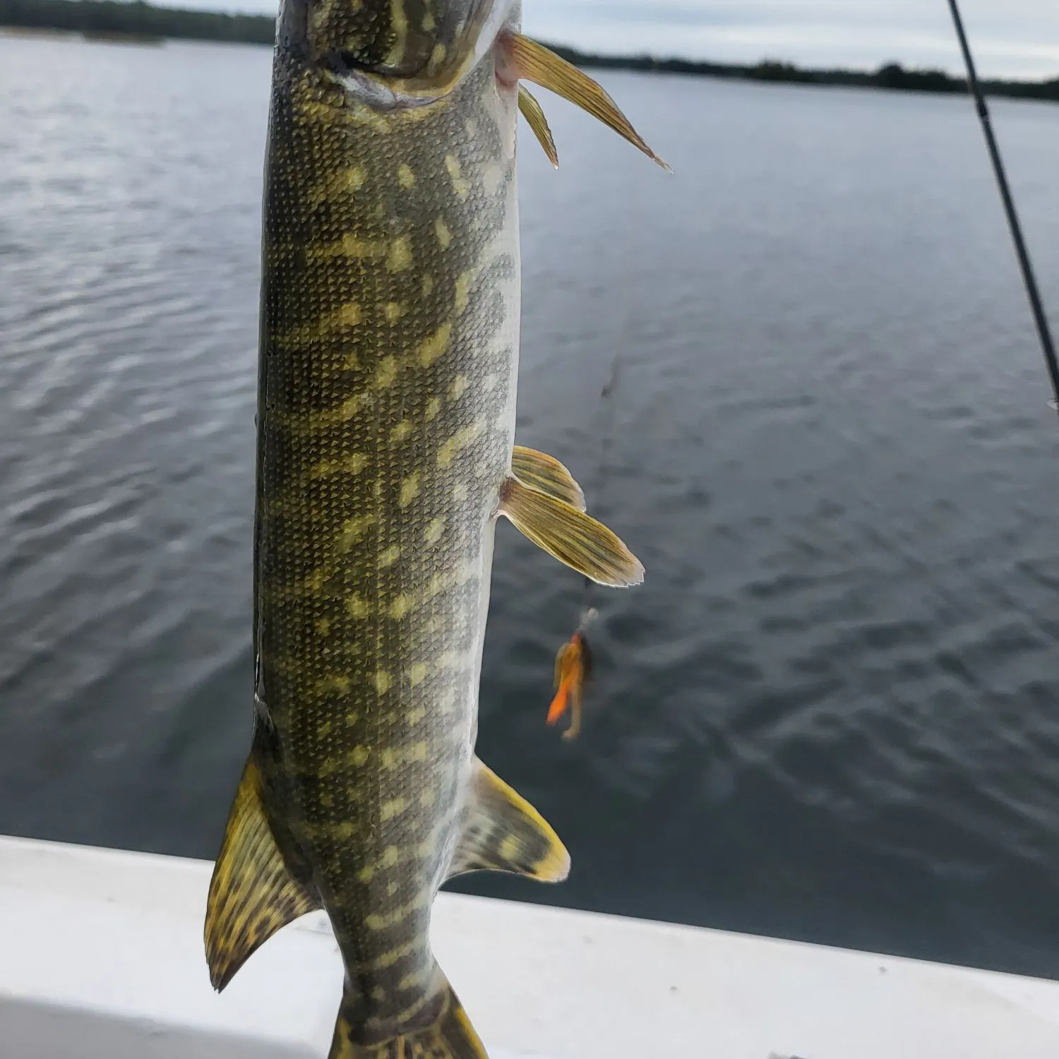 The most recent Northern pike catches on Fishbrain