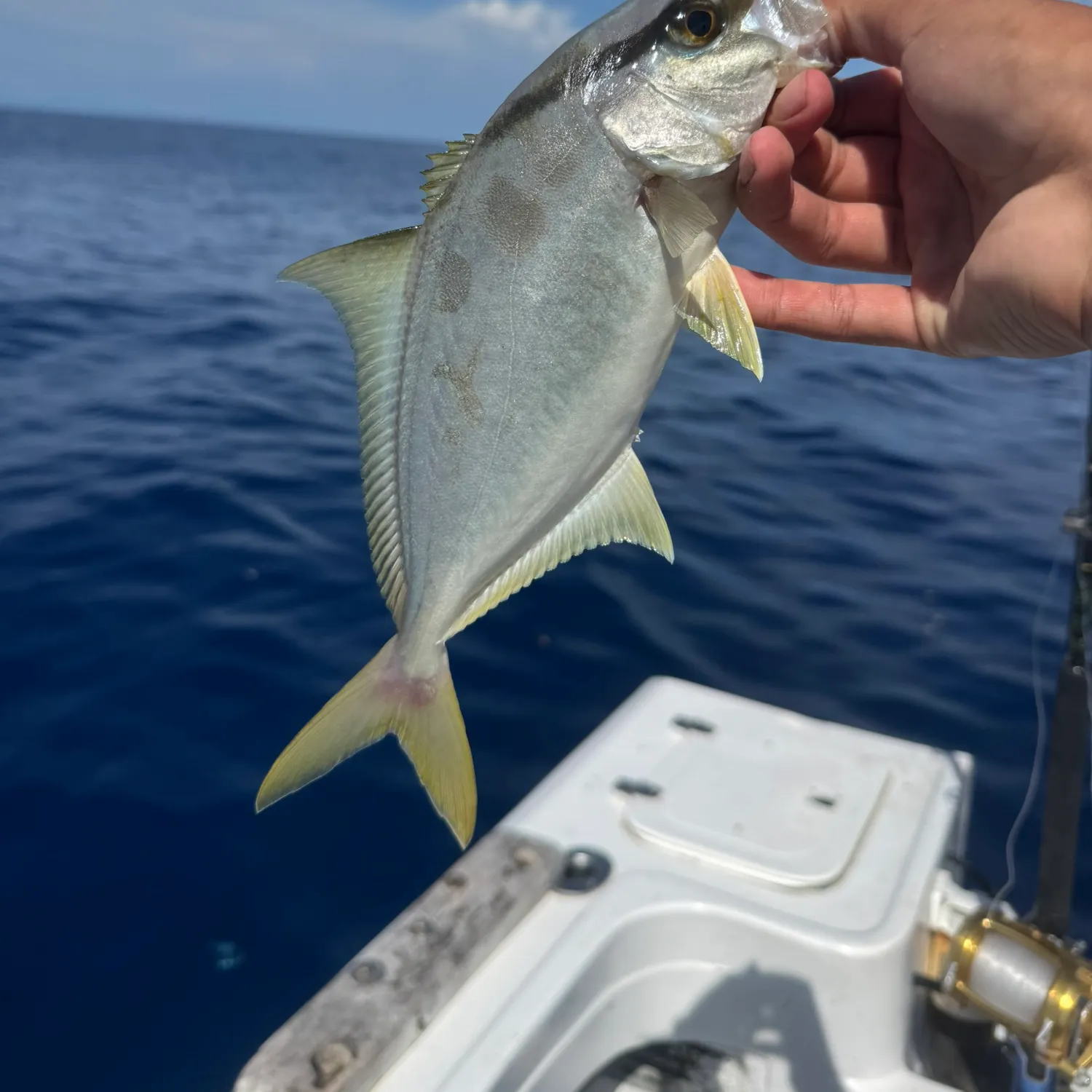 The most recent Almaco jack catches on Fishbrain
