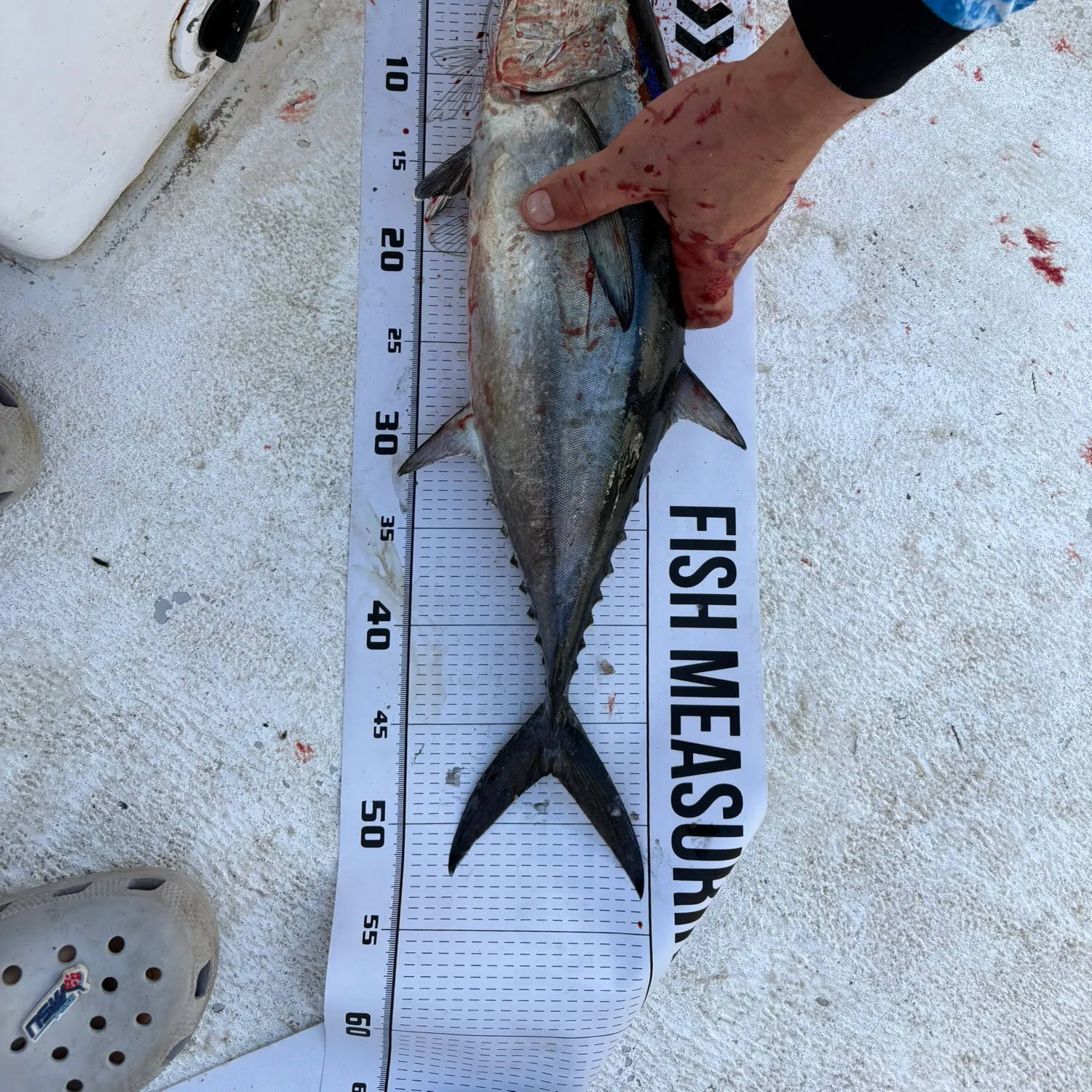 The most recent Kawakawa catches on Fishbrain