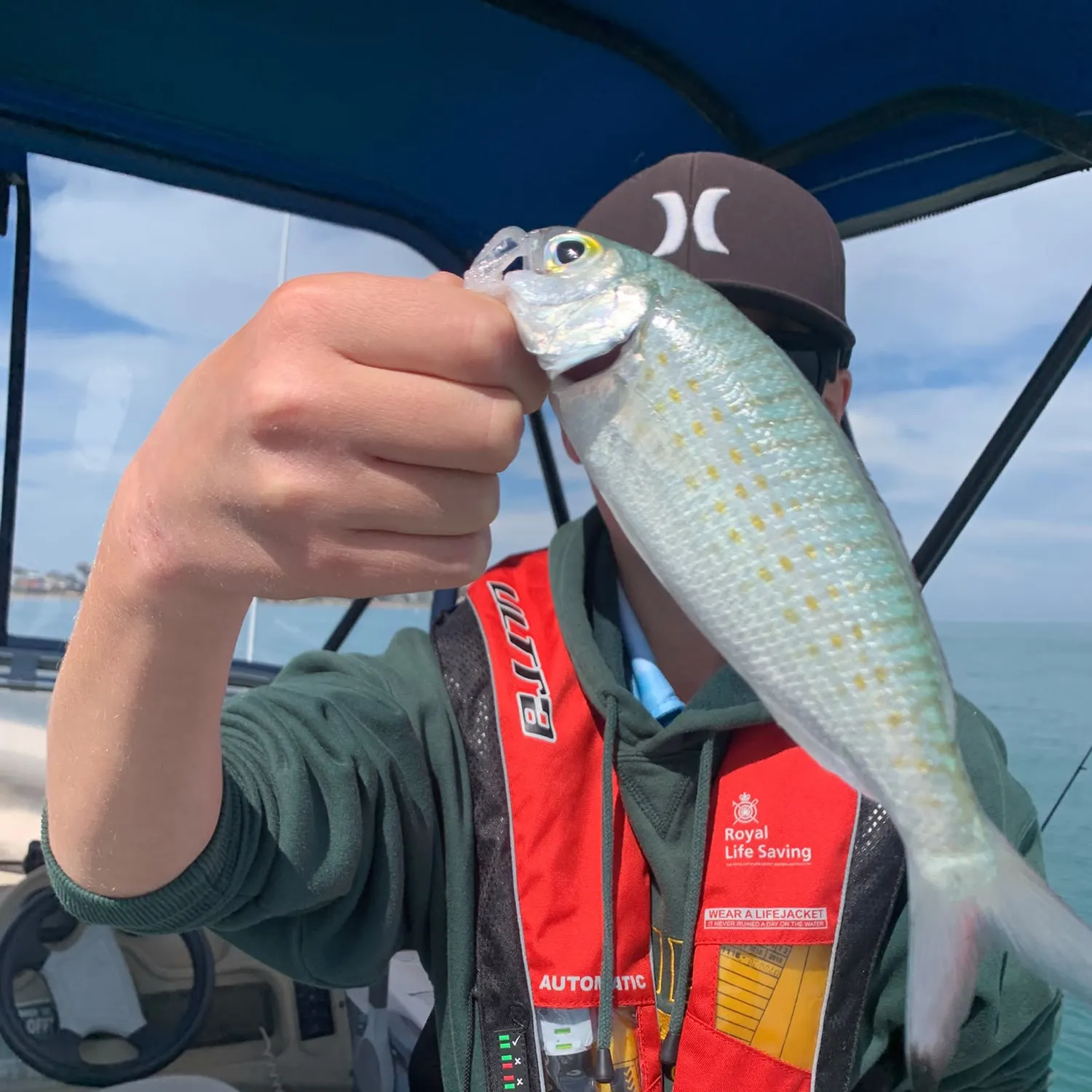 The most recent Atlantic herring catches on Fishbrain