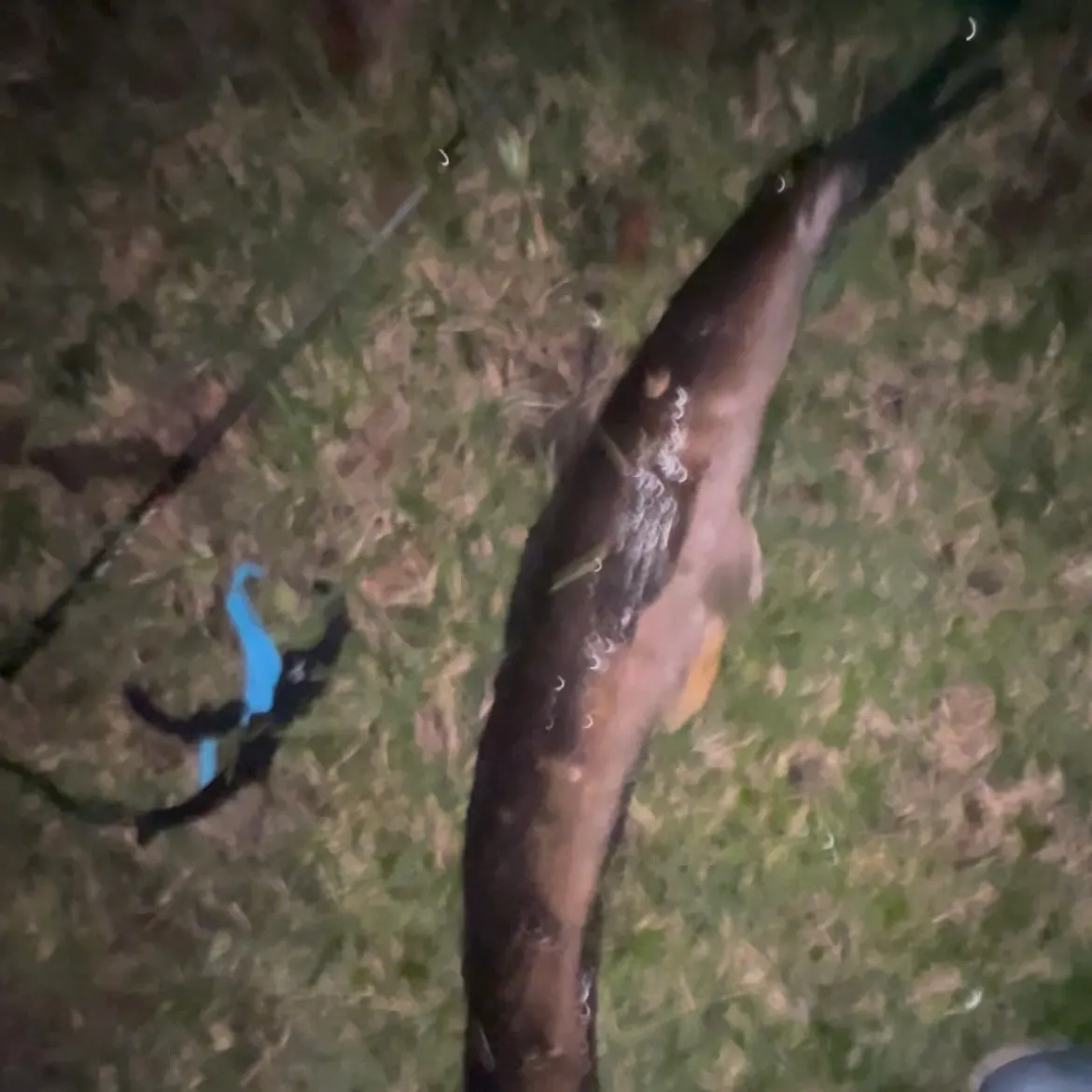 The most recent Goldline snakehead catches on Fishbrain