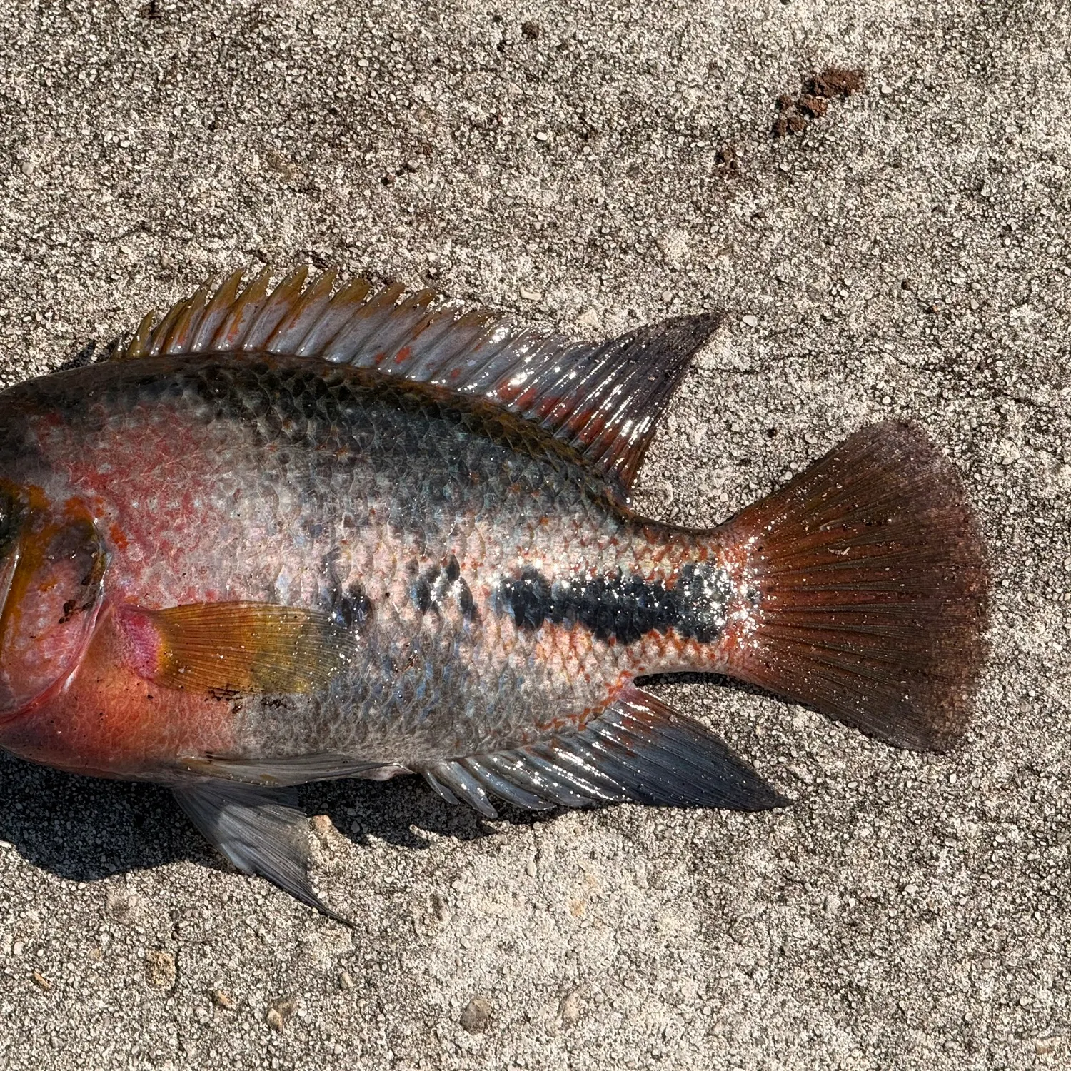 The most recent Redhead cichlid catches on Fishbrain