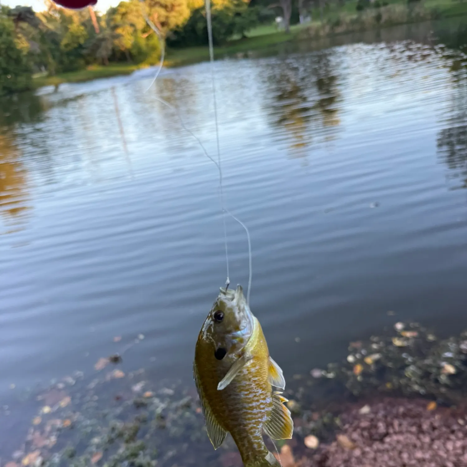 Pumpkinseed caught on Fishbrain