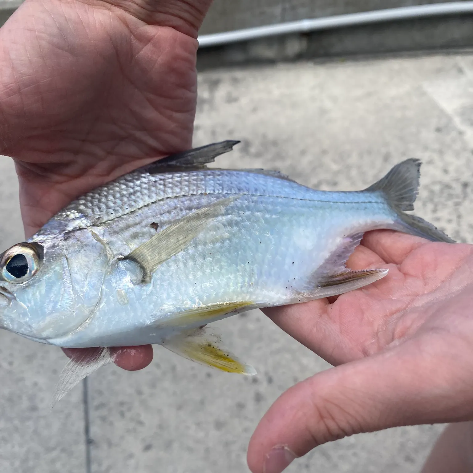 The most recent Longfin tilapia catches on Fishbrain