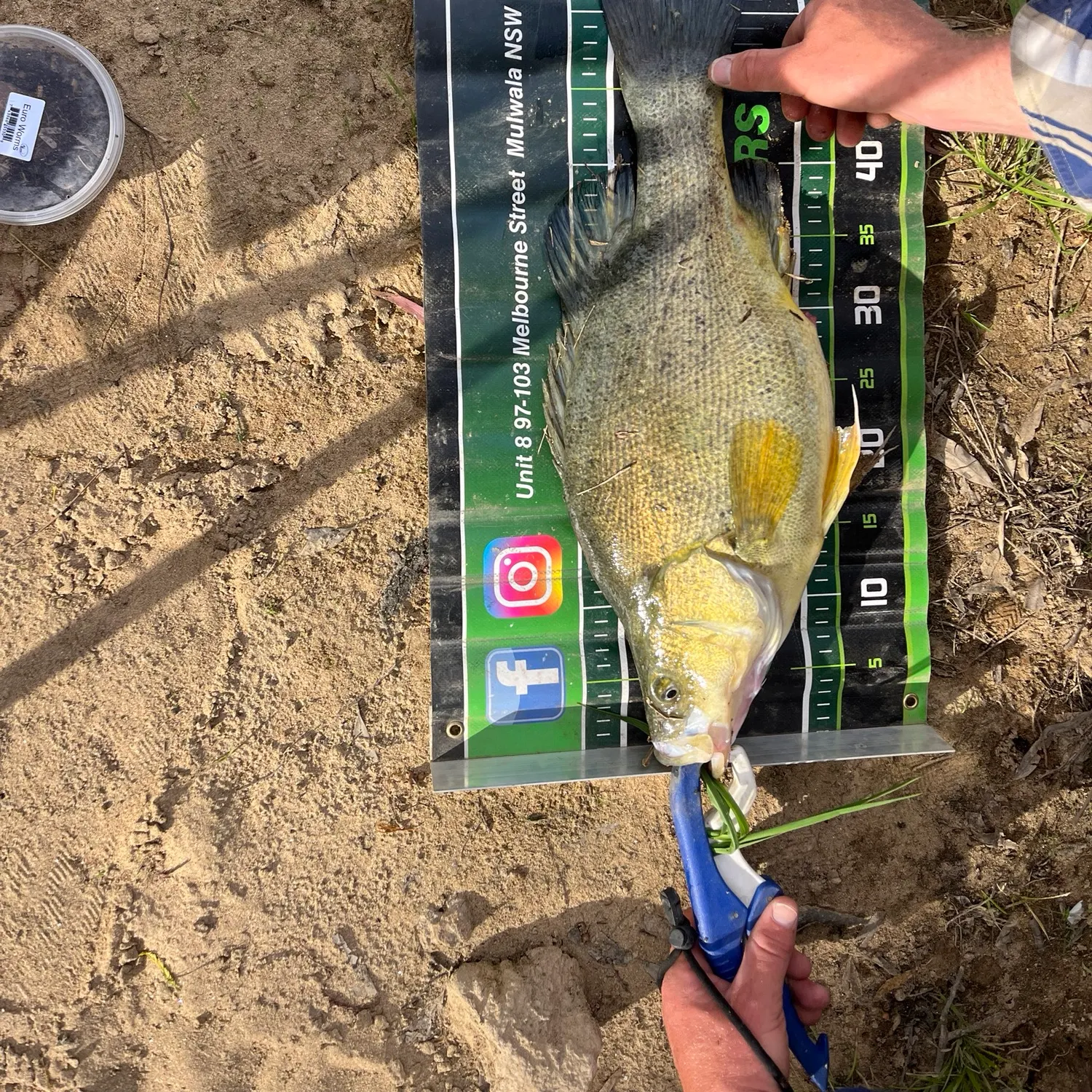Golden perch caught on Fishbrain