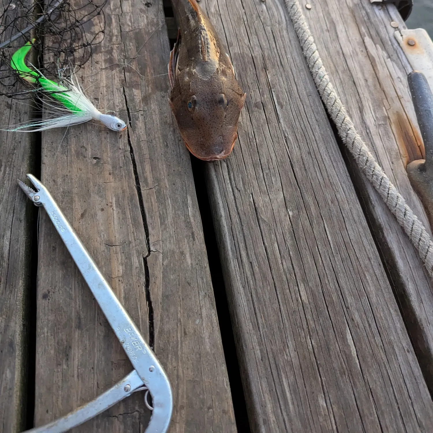 recently logged catches