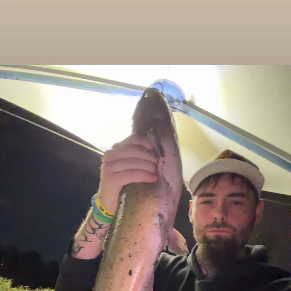 Channel catfish caught on Fishbrain