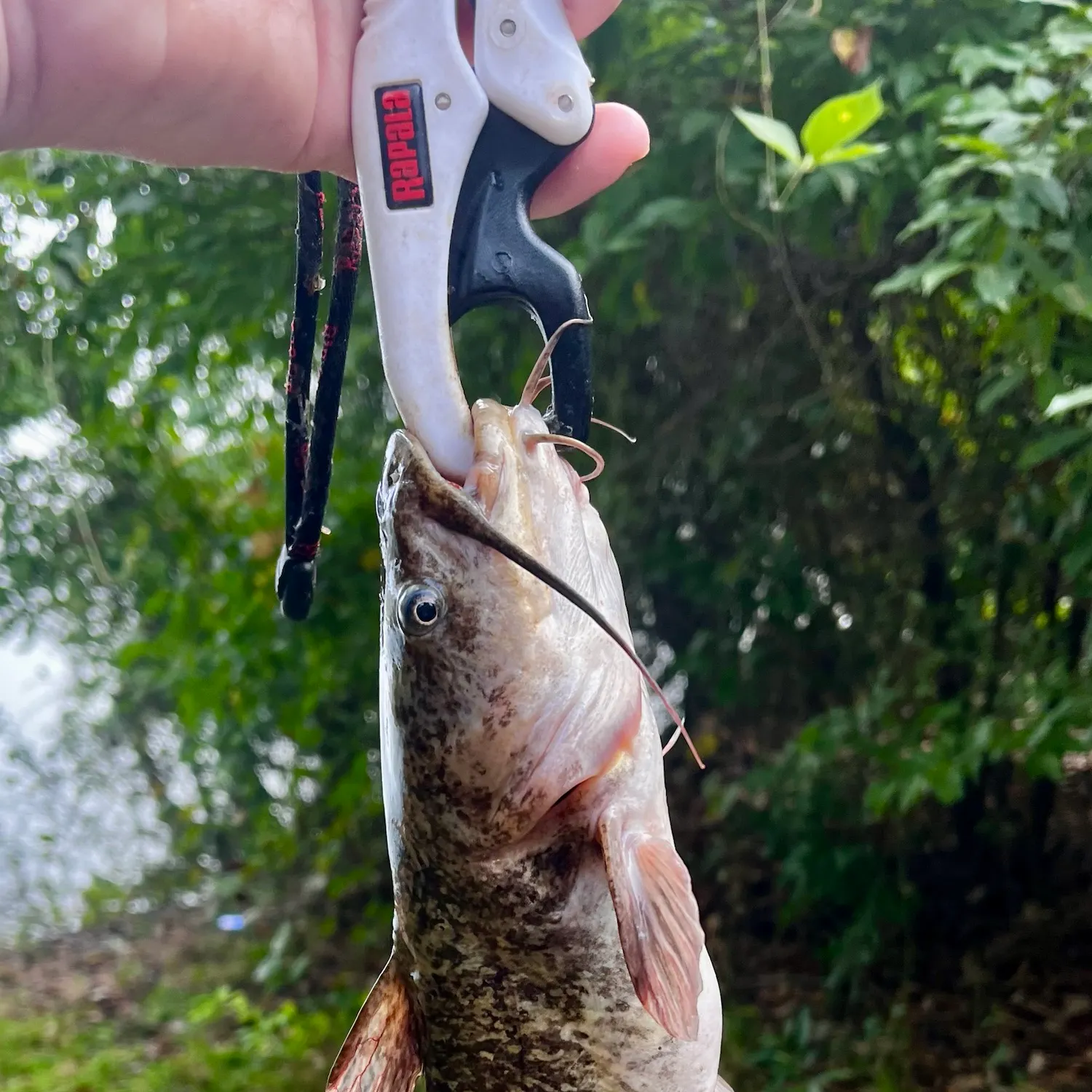 Brown bullhead caught on Fishbrain